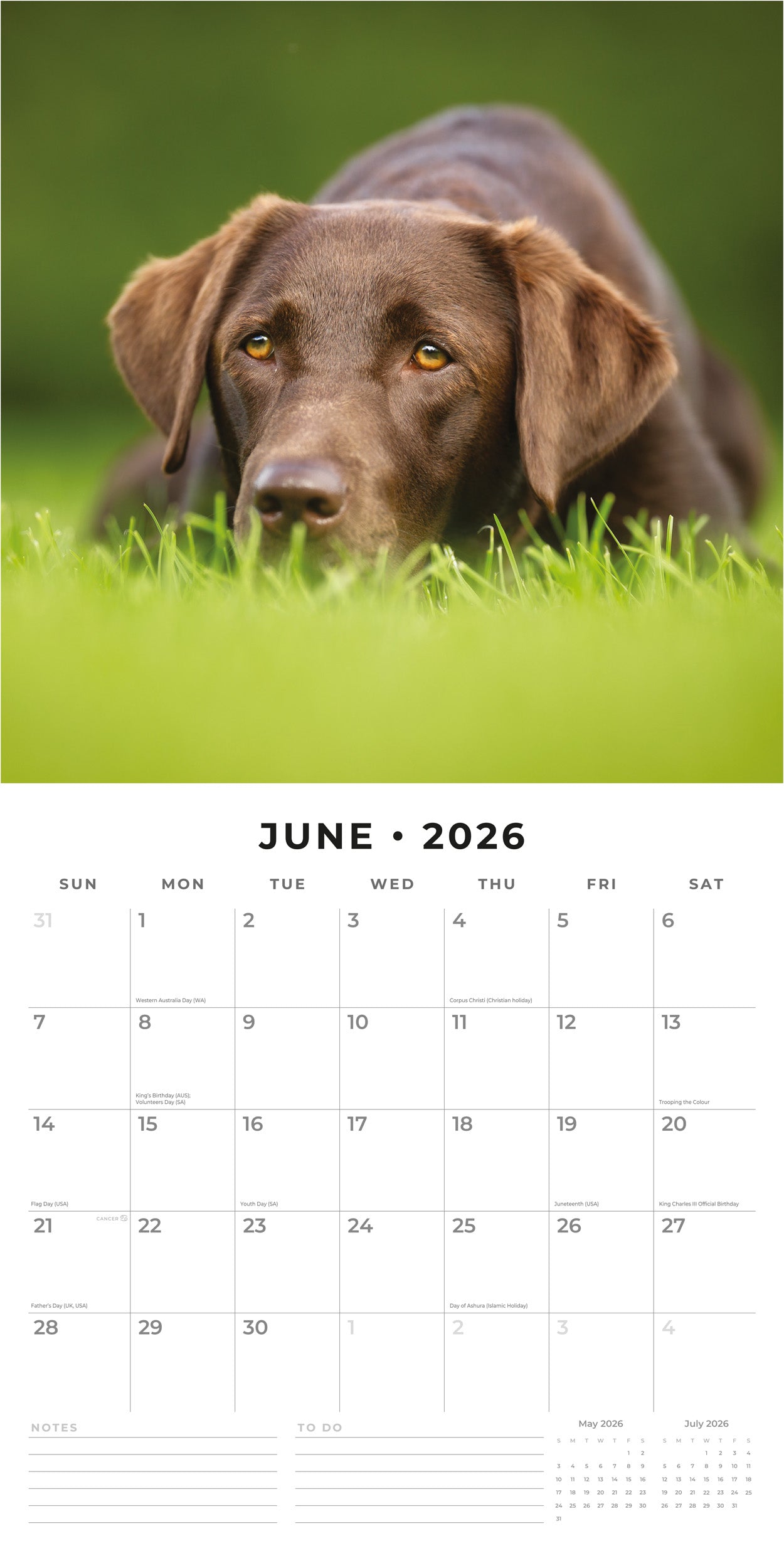 2026 Chocolate Labradors - Square Wall Calendar