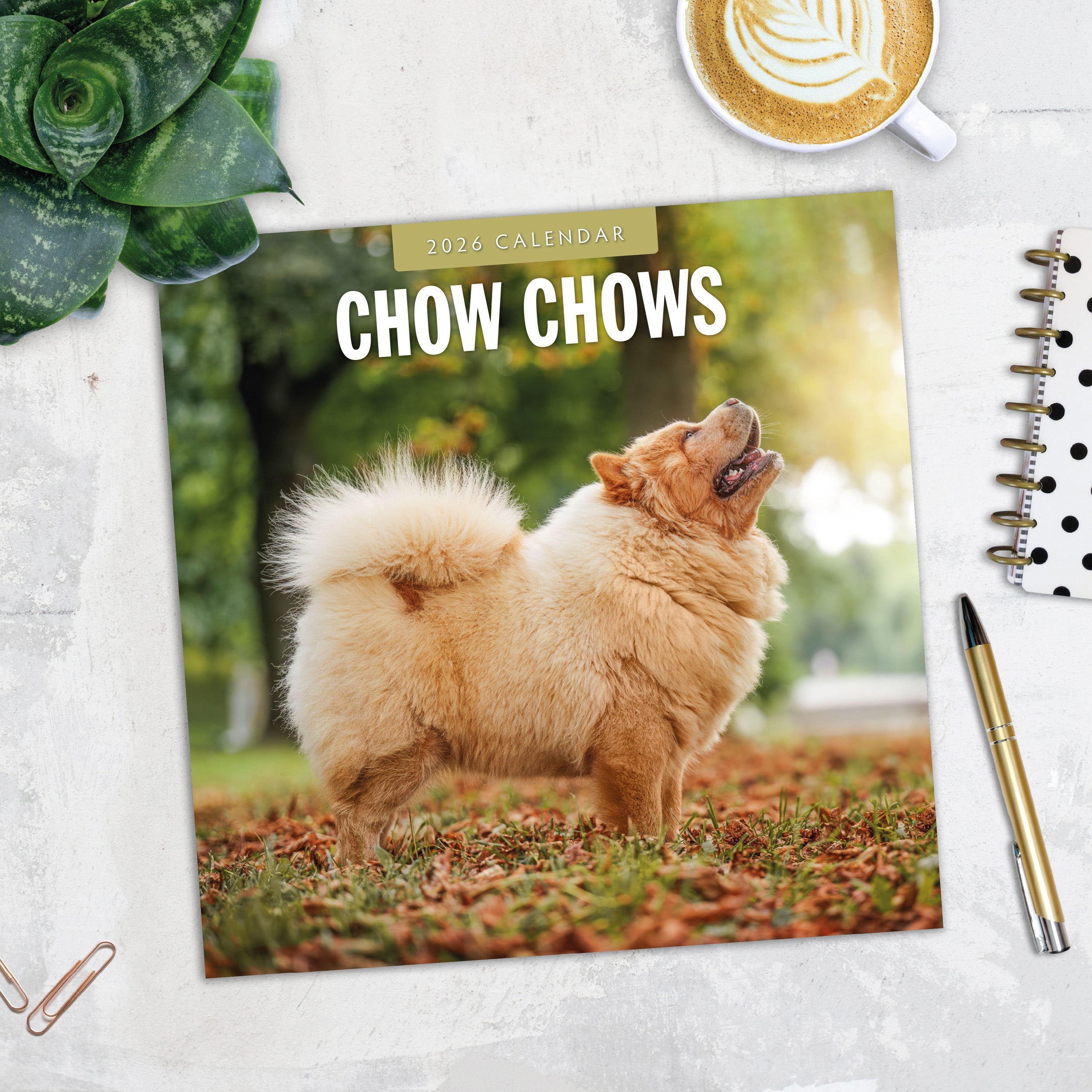 2026 Chow Chows - Square Wall Calendar