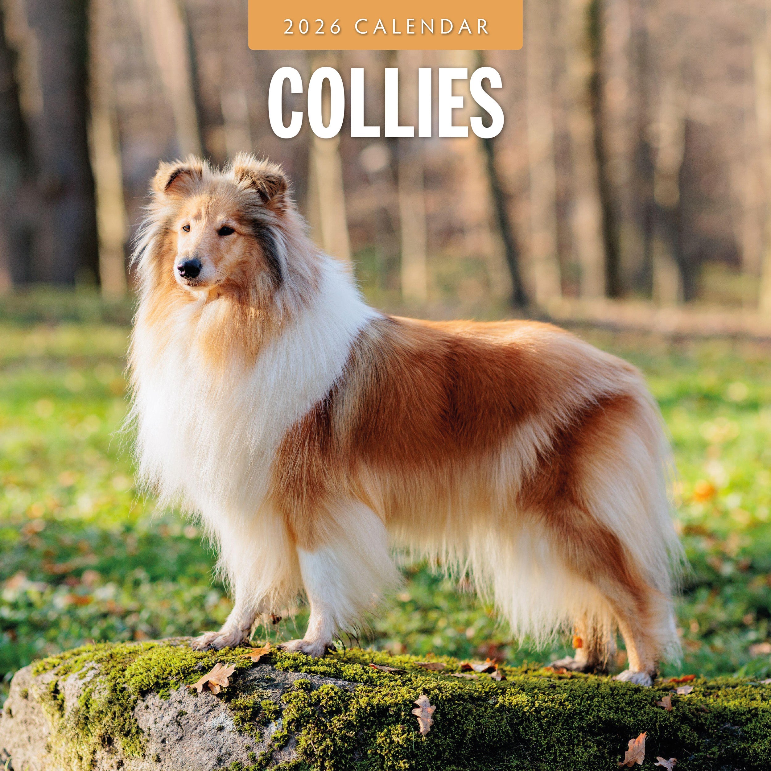 2026 Collies - Square Wall Calendar