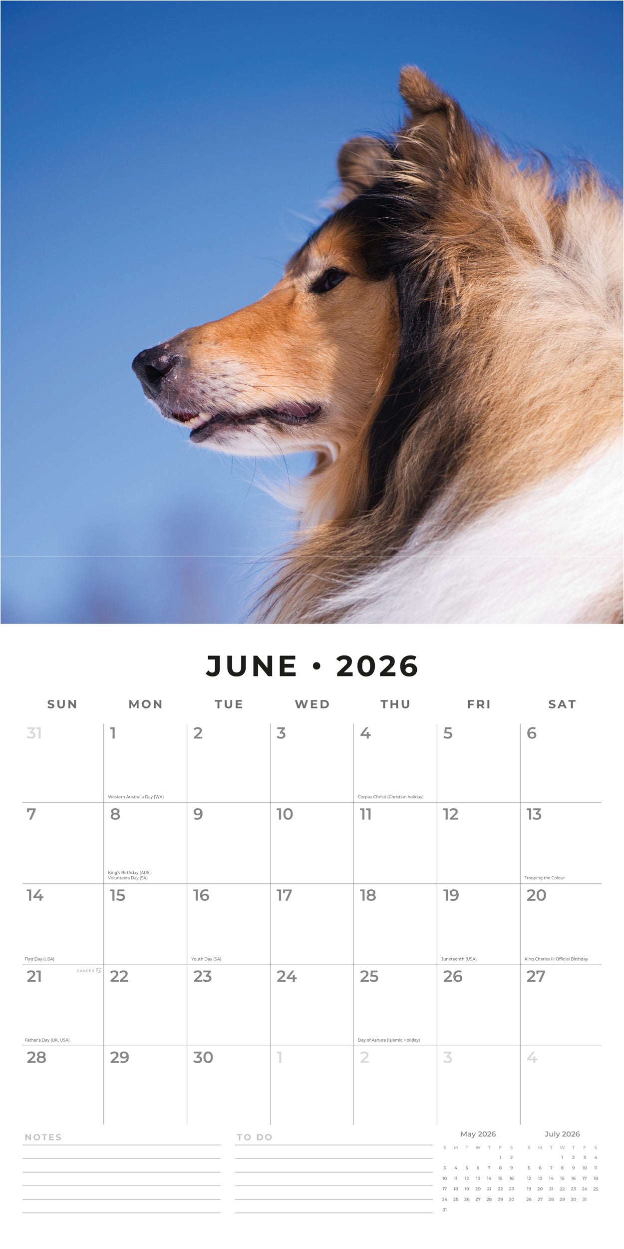 2026 Collies - Square Wall Calendar