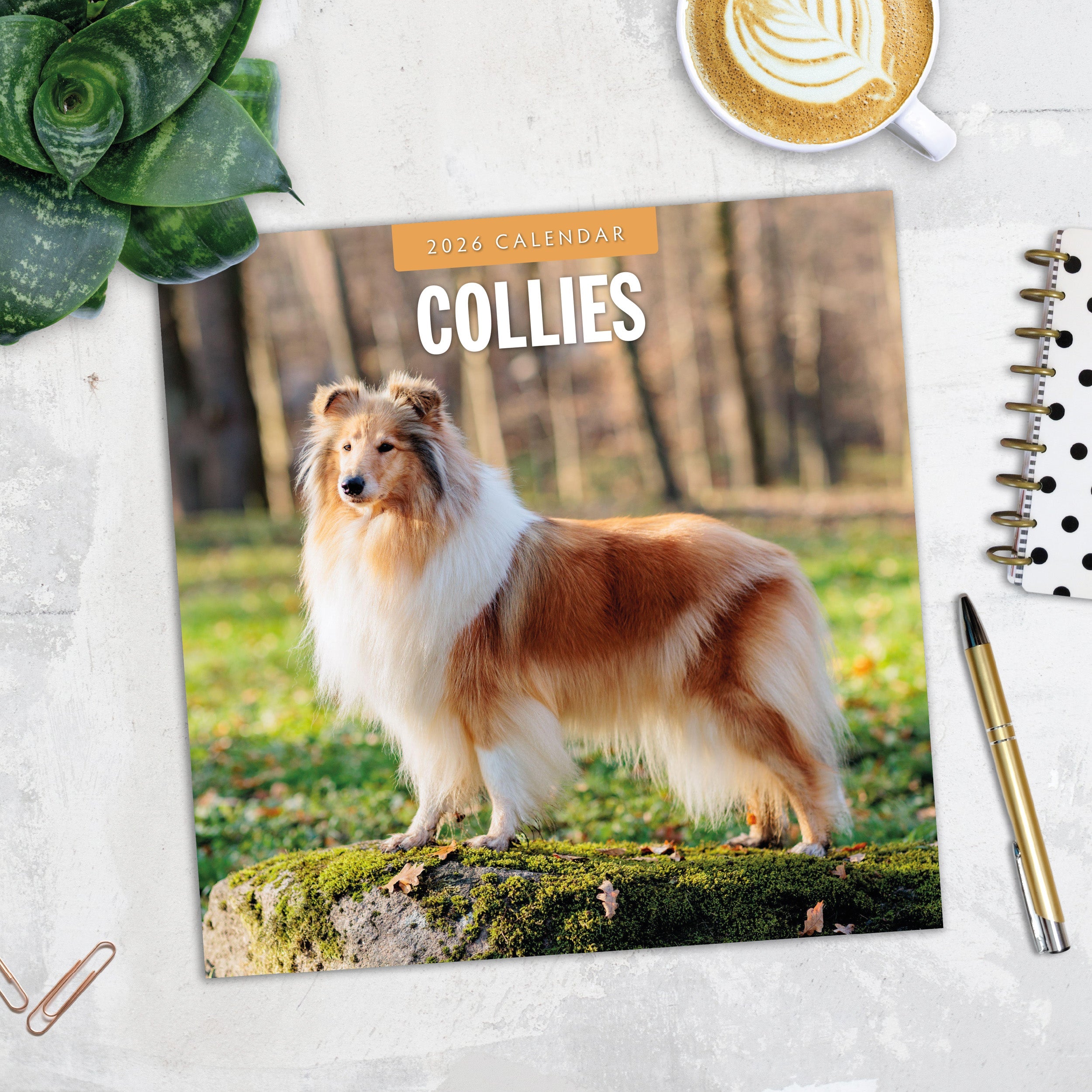 2026 Collies - Square Wall Calendar
