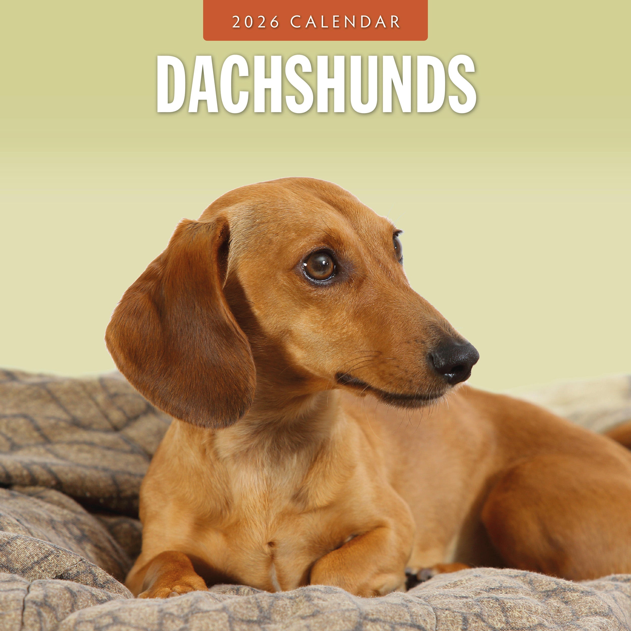 2026 Dachshunds - Square Wall Calendar