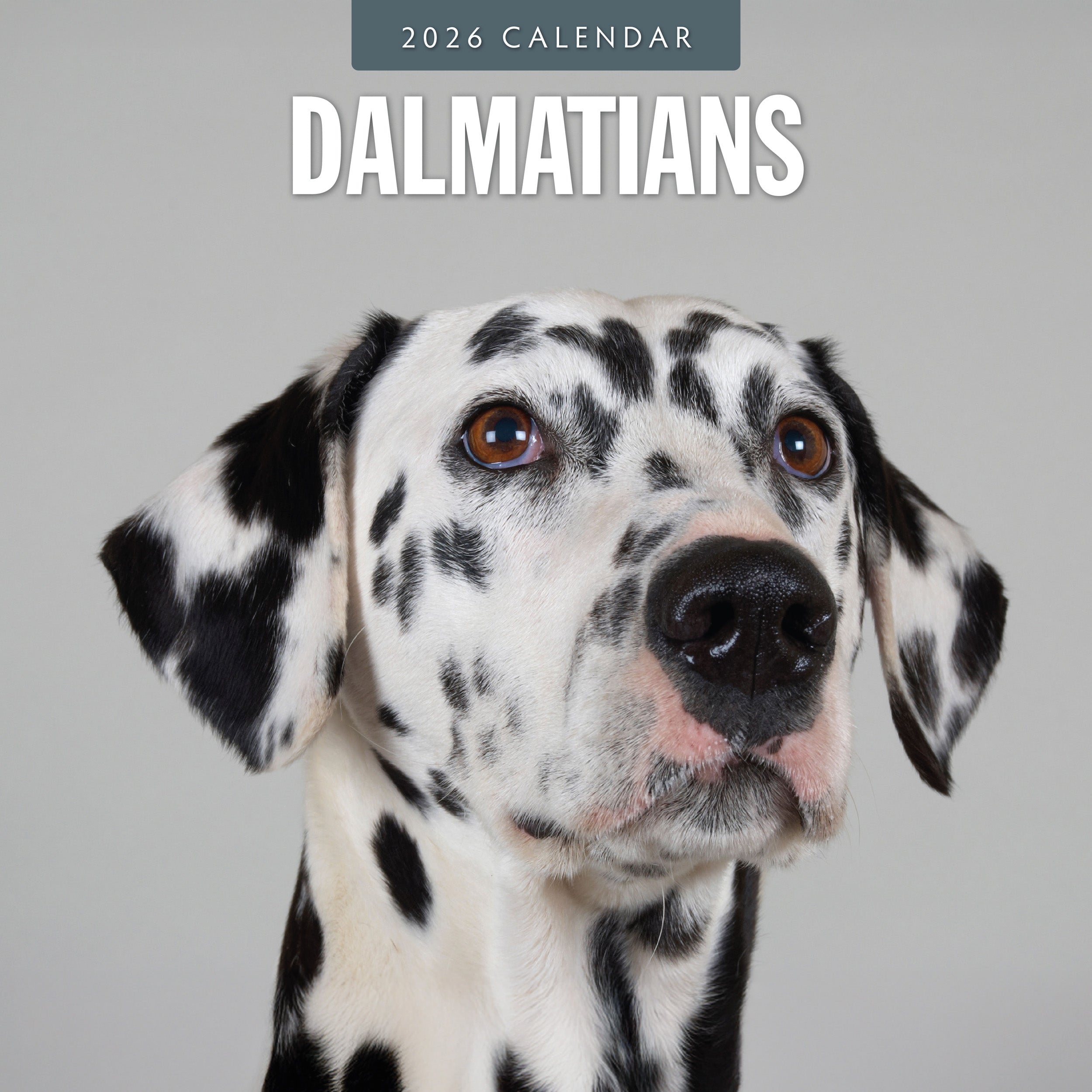 2026 Dalmatians - Square Wall Calendar