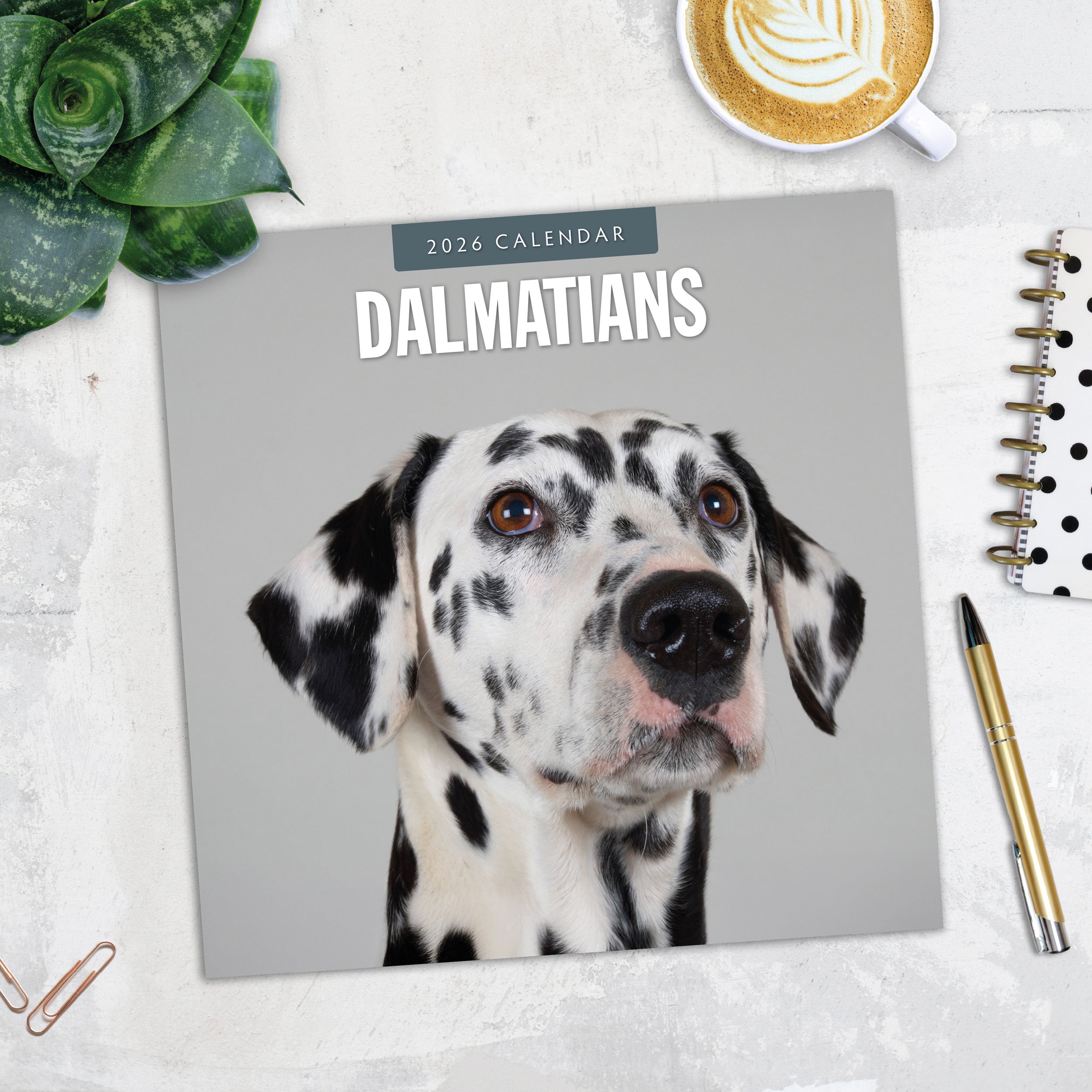 2026 Dalmatians - Square Wall Calendar