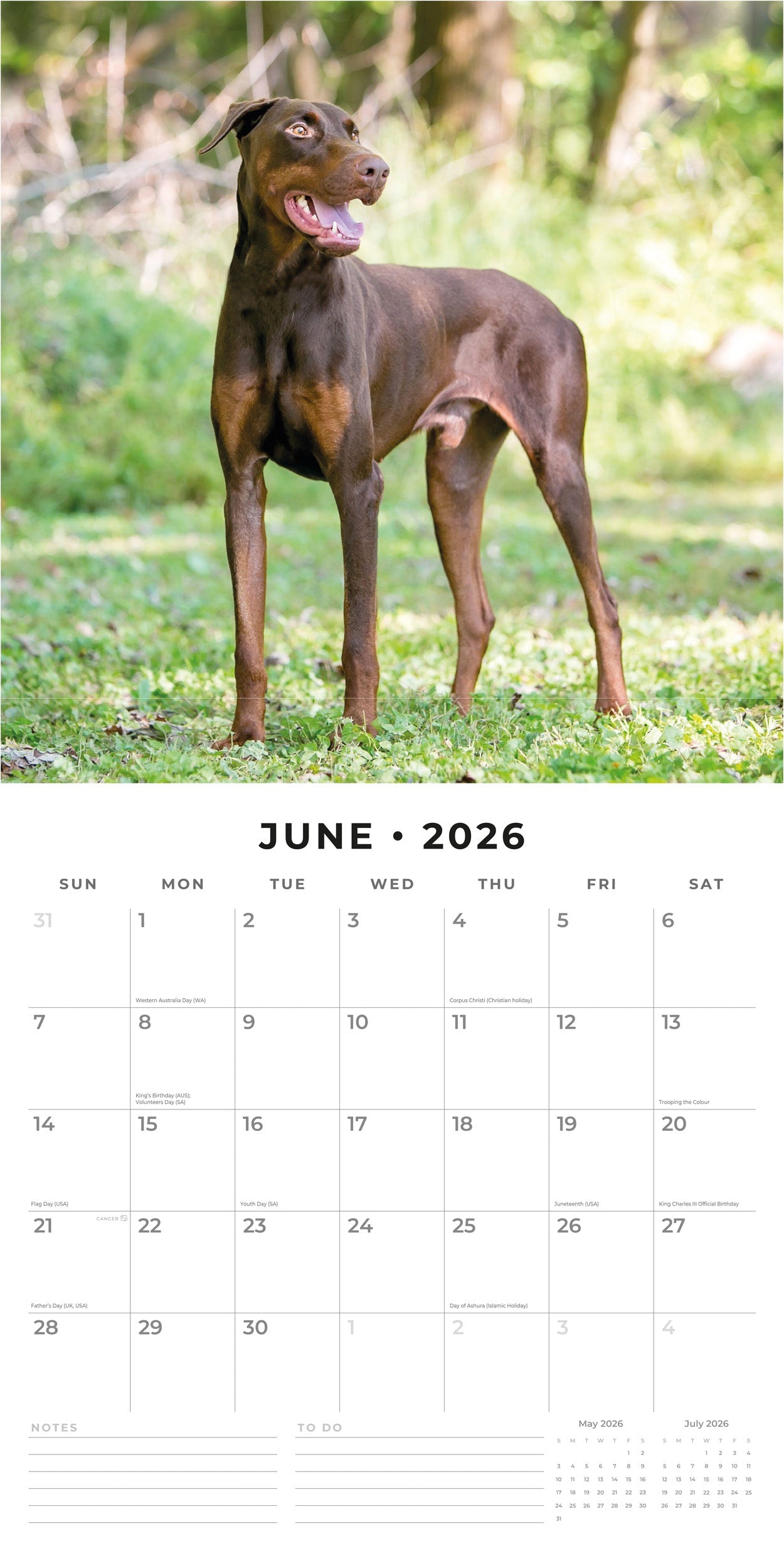 2026 Dobermans - Square Wall Calendar