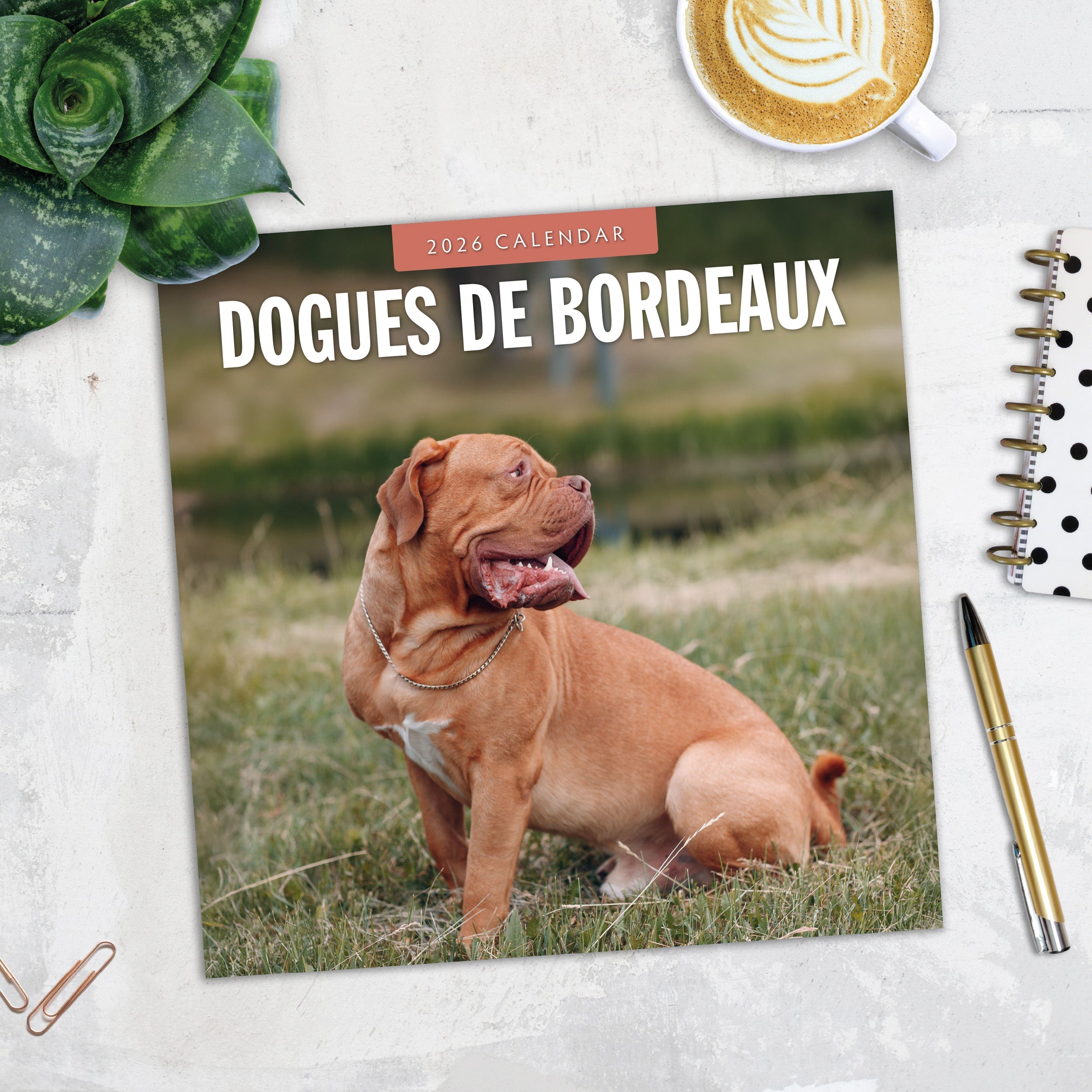 2026 Dogues de Bordeaux - Square Wall Calendar