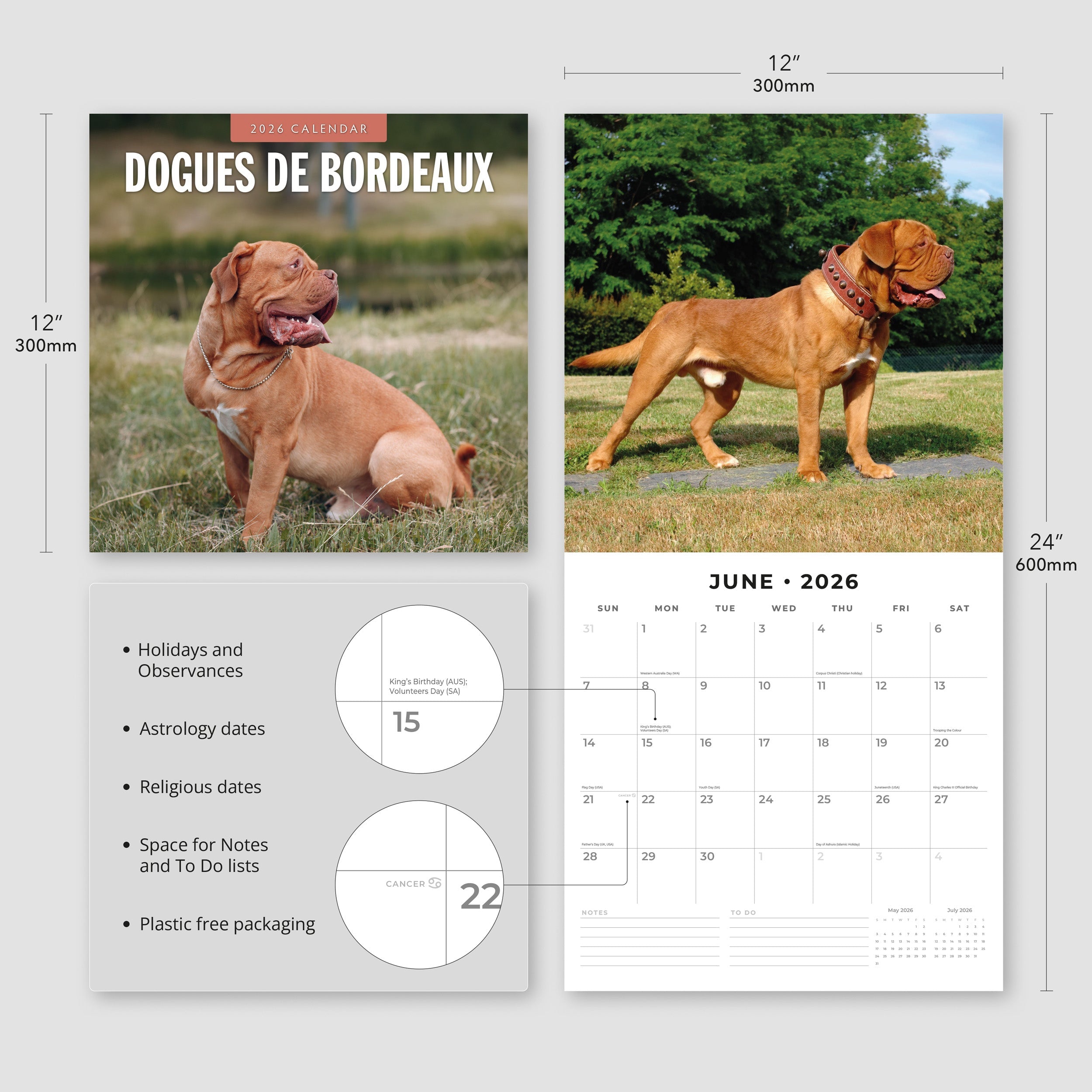 2026 Dogues de Bordeaux - Square Wall Calendar