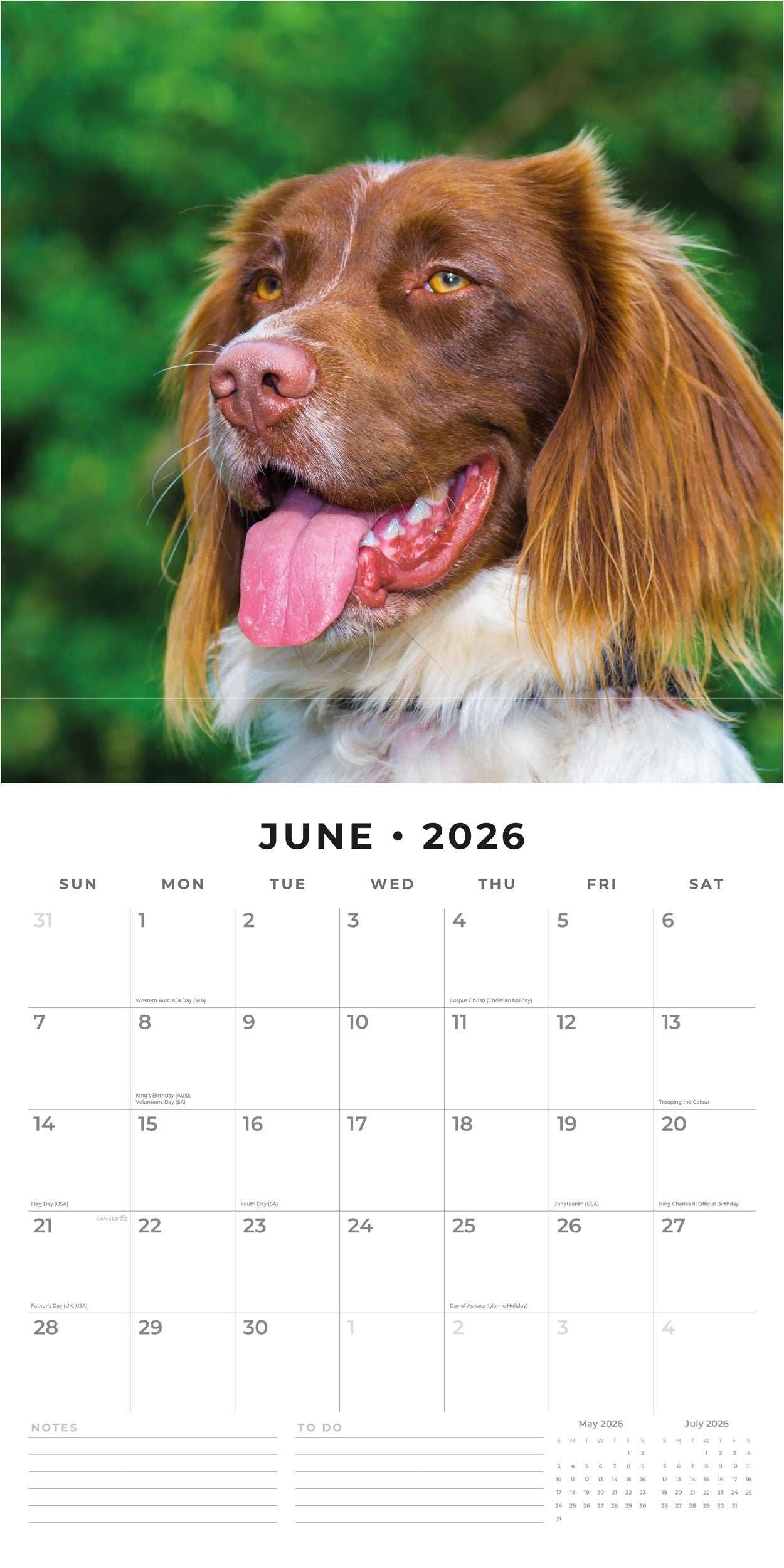 2026 English Springer Spaniels - Square Wall Calendar
