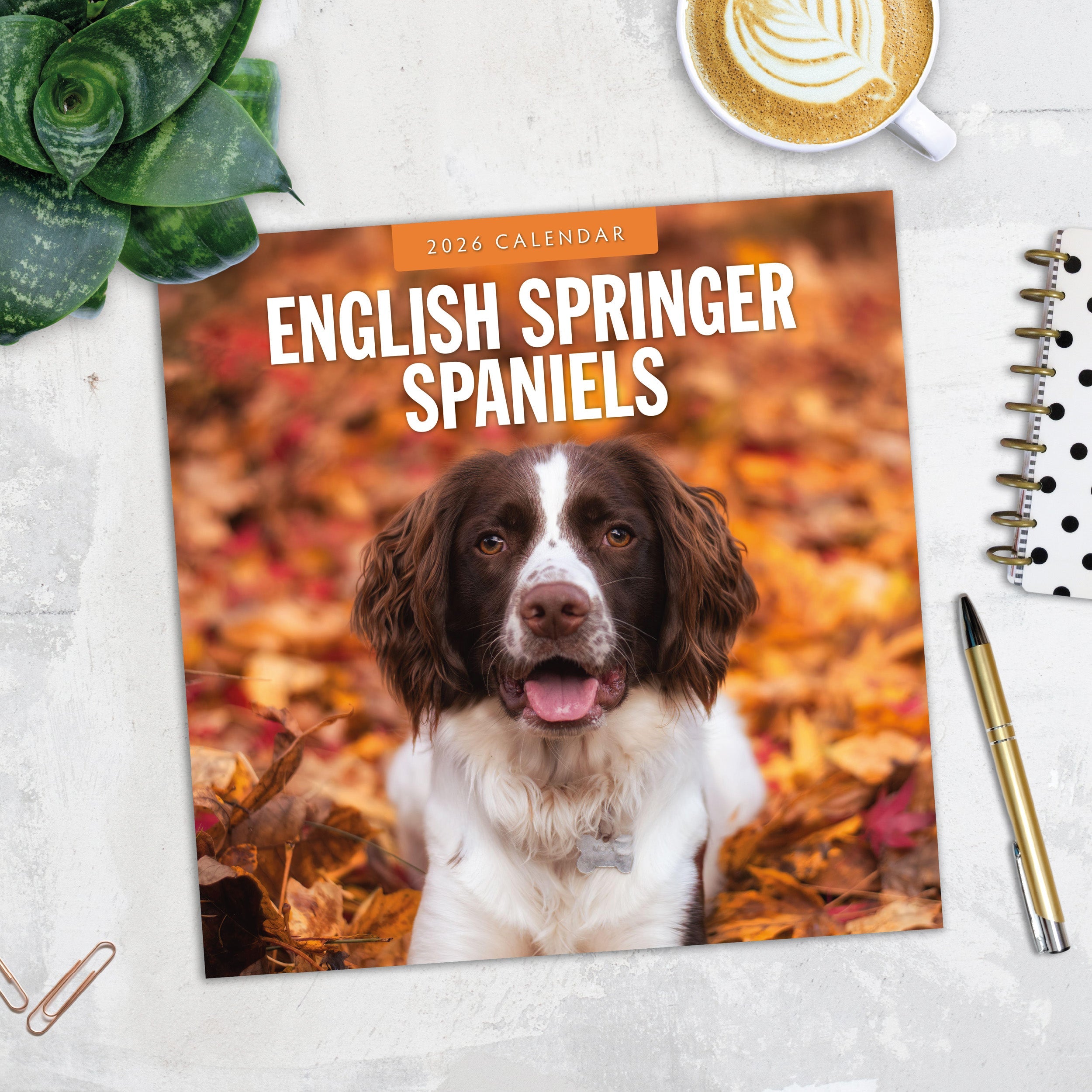 2026 English Springer Spaniels - Square Wall Calendar