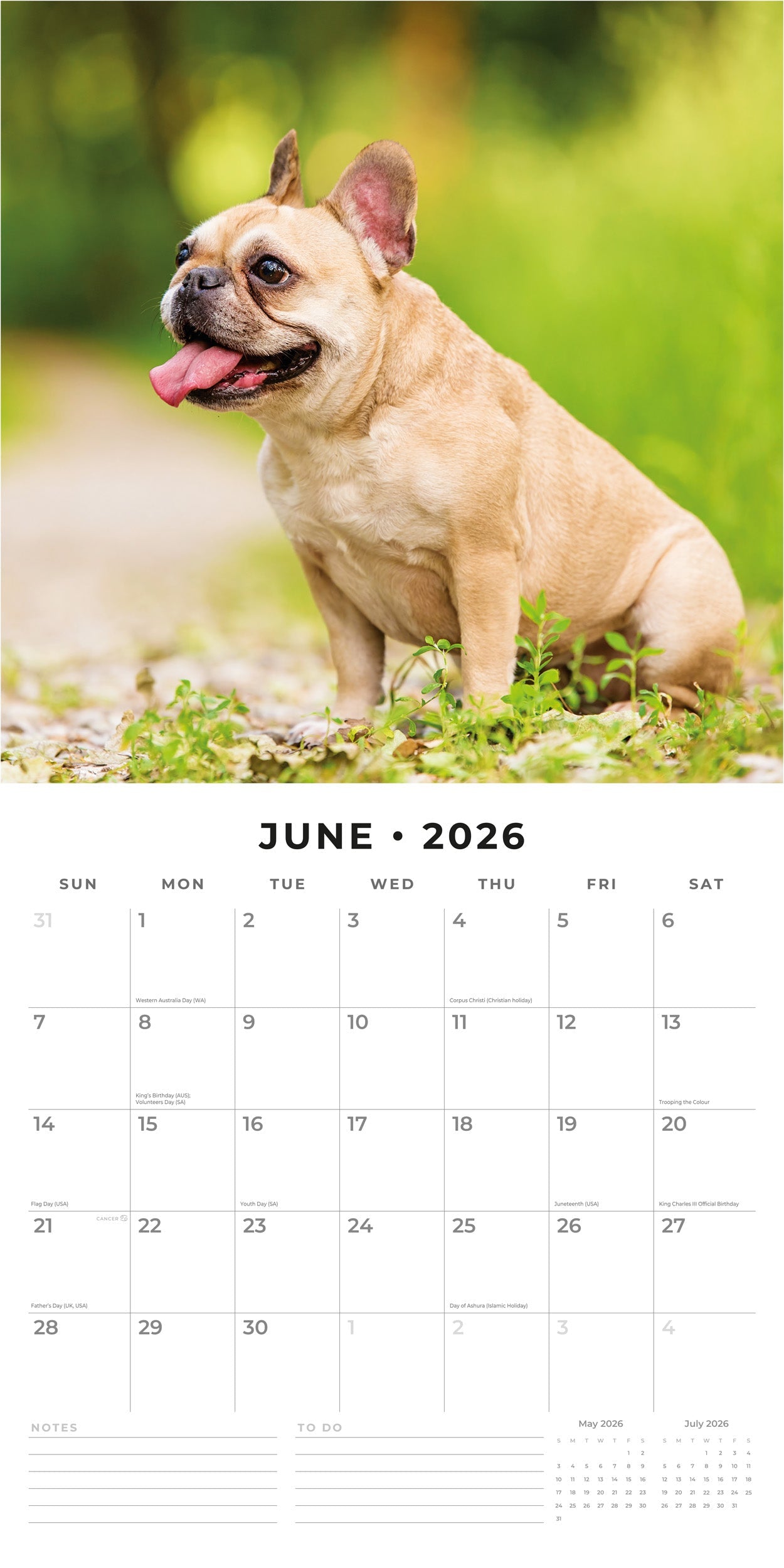 2026 French Bulldogs - Square Wall Calendar