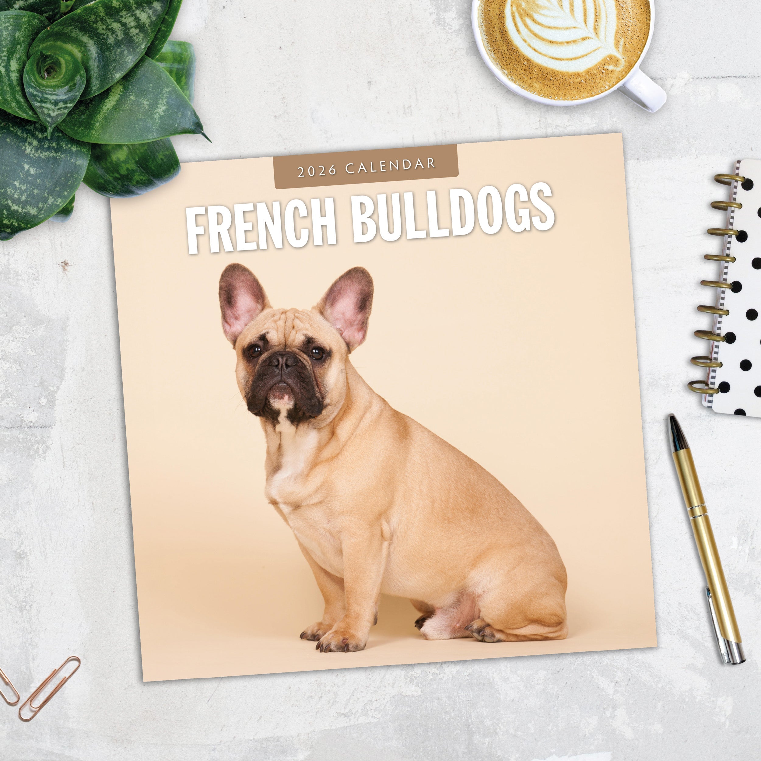 2026 French Bulldogs - Square Wall Calendar