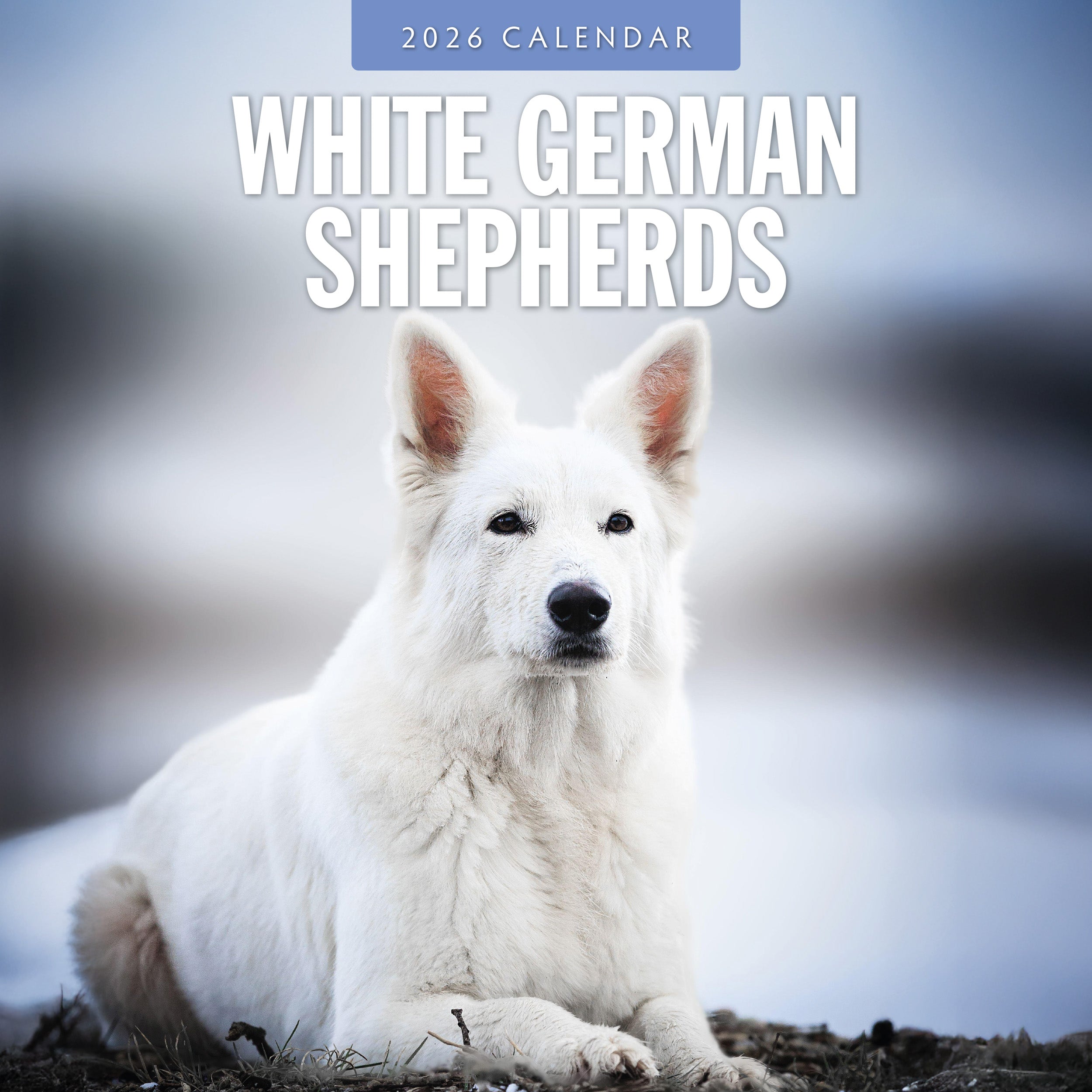 2026 German Shepherd, White - Square Wall Calendar