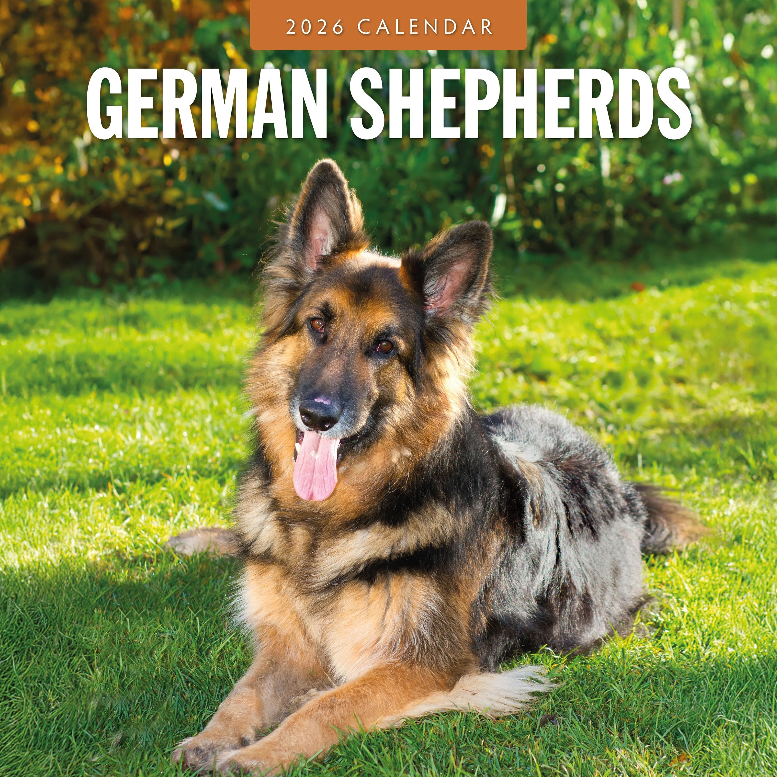 2026 German Shepherds - Square Wall Calendar