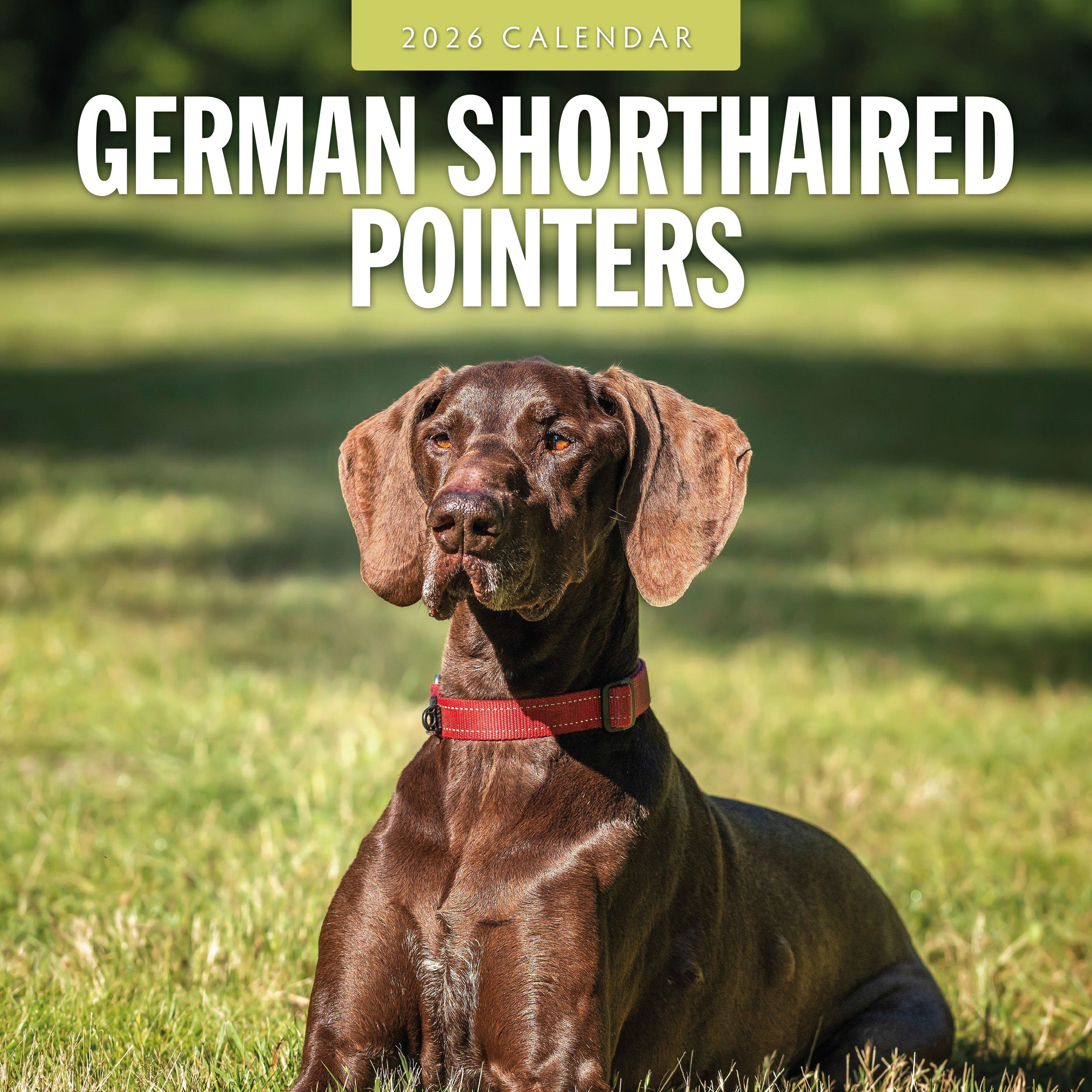 2026 German Shorthaired Pointers - Square Wall Calendar
