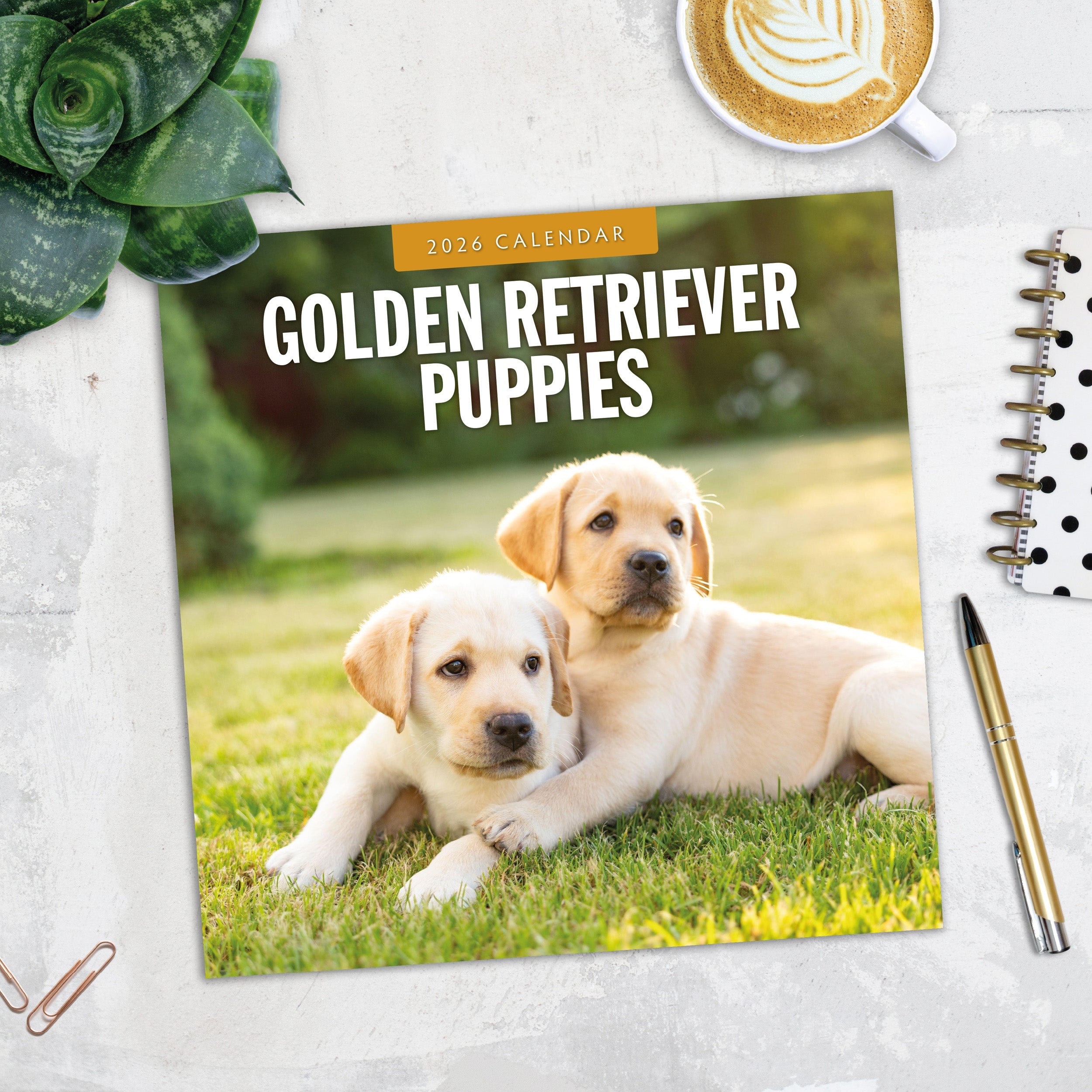 2026 Golden Retriever Puppies - Square Wall Calendar