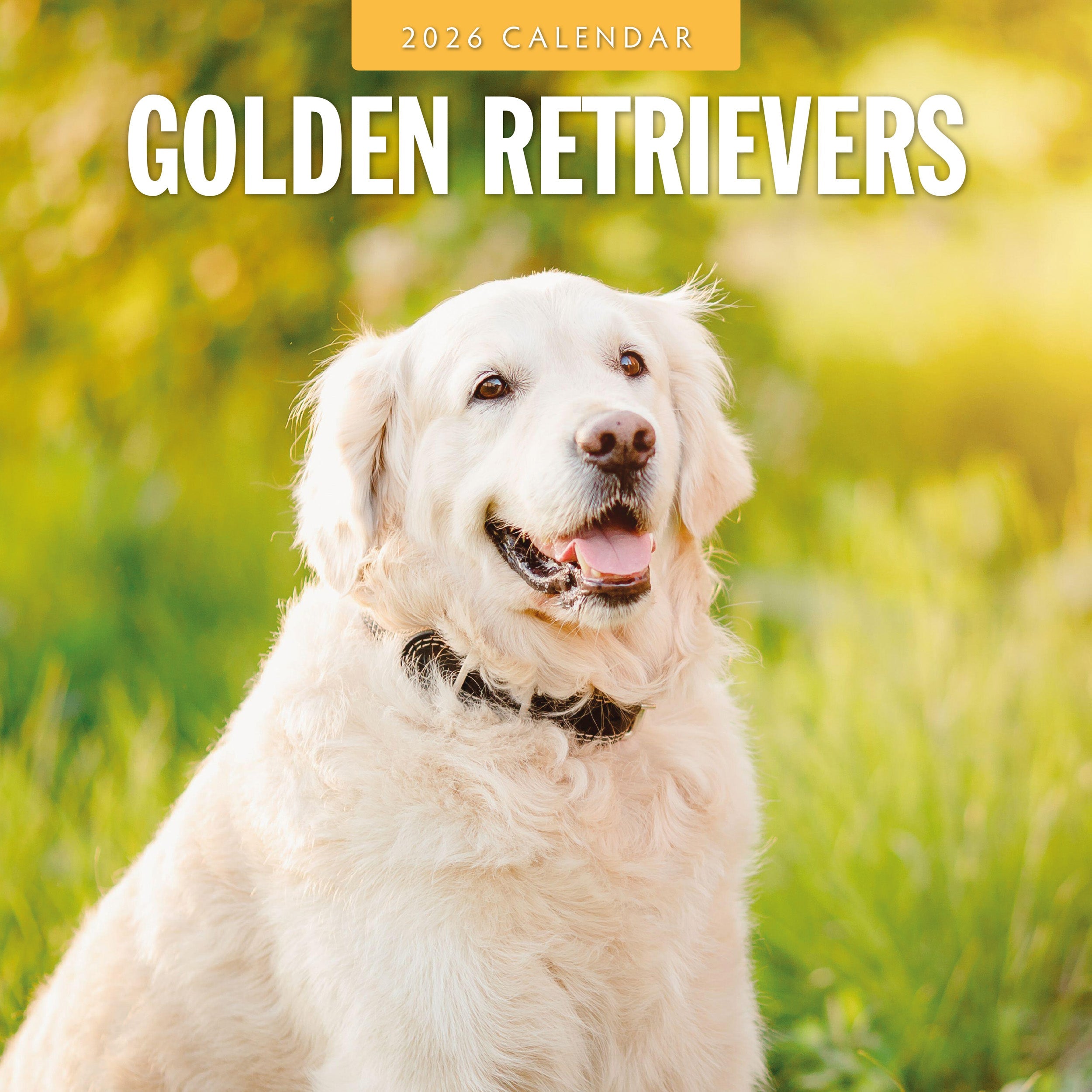 2026 Golden Retrievers - Square Wall Calendar