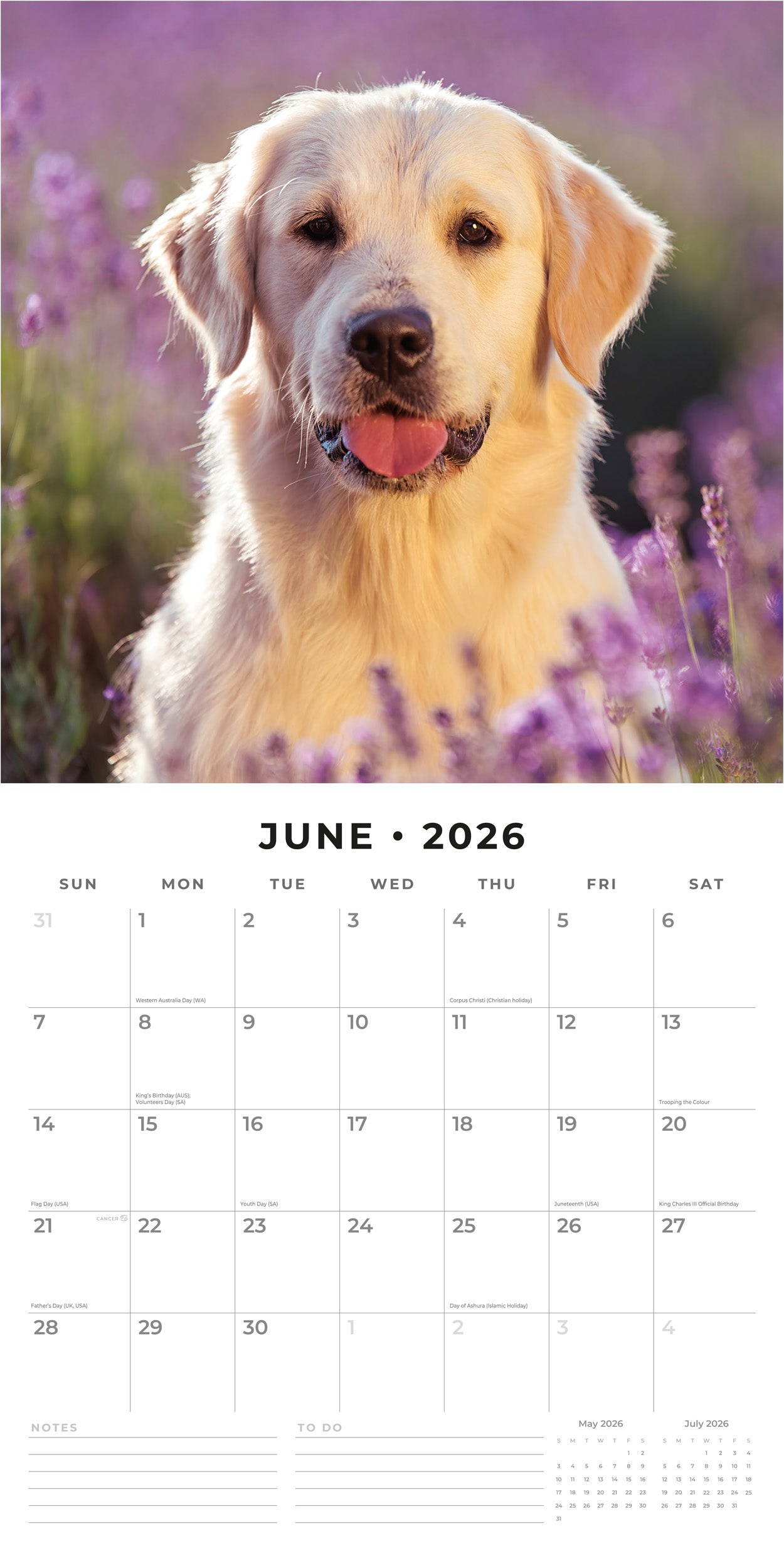 2026 Golden Retrievers - Square Wall Calendar
