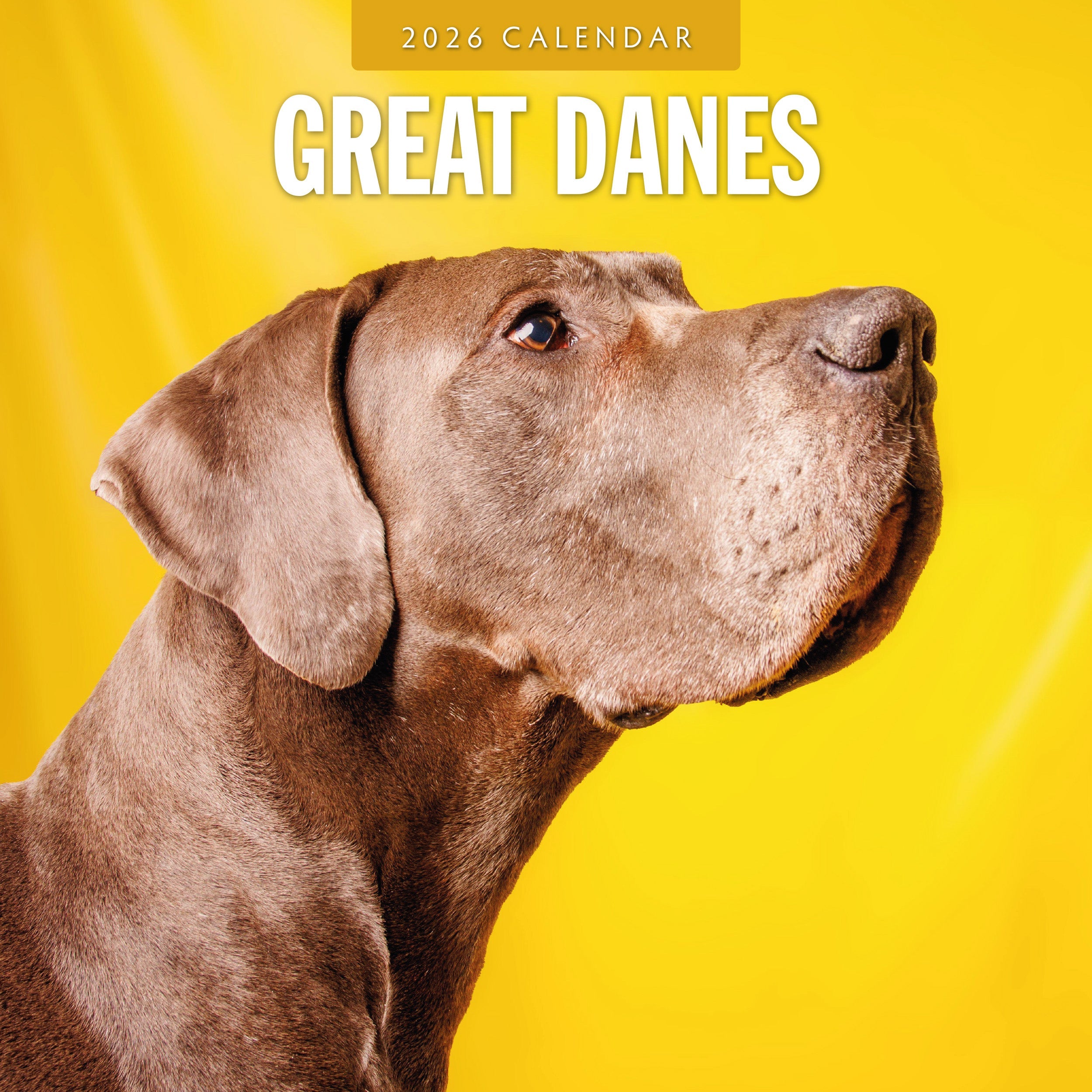 2026 Great Danes - Square Wall Calendar