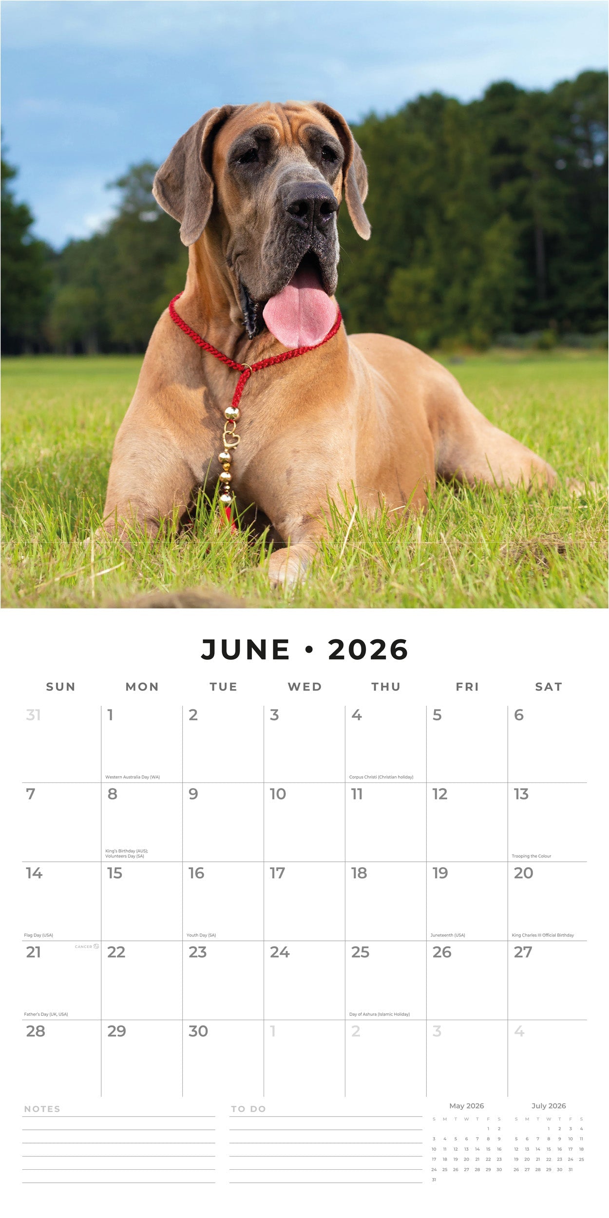 2026 Great Danes - Square Wall Calendar