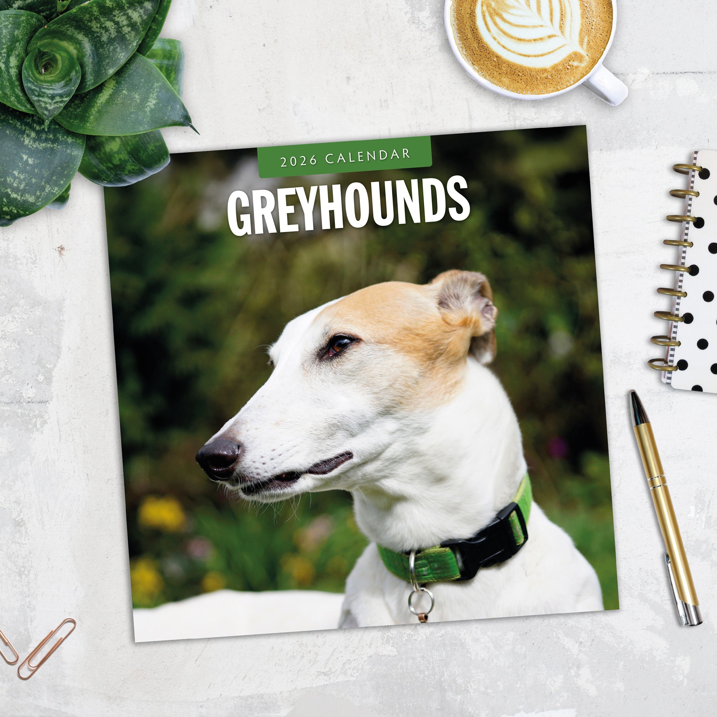 2026 Greyhounds - Square Wall Calendar