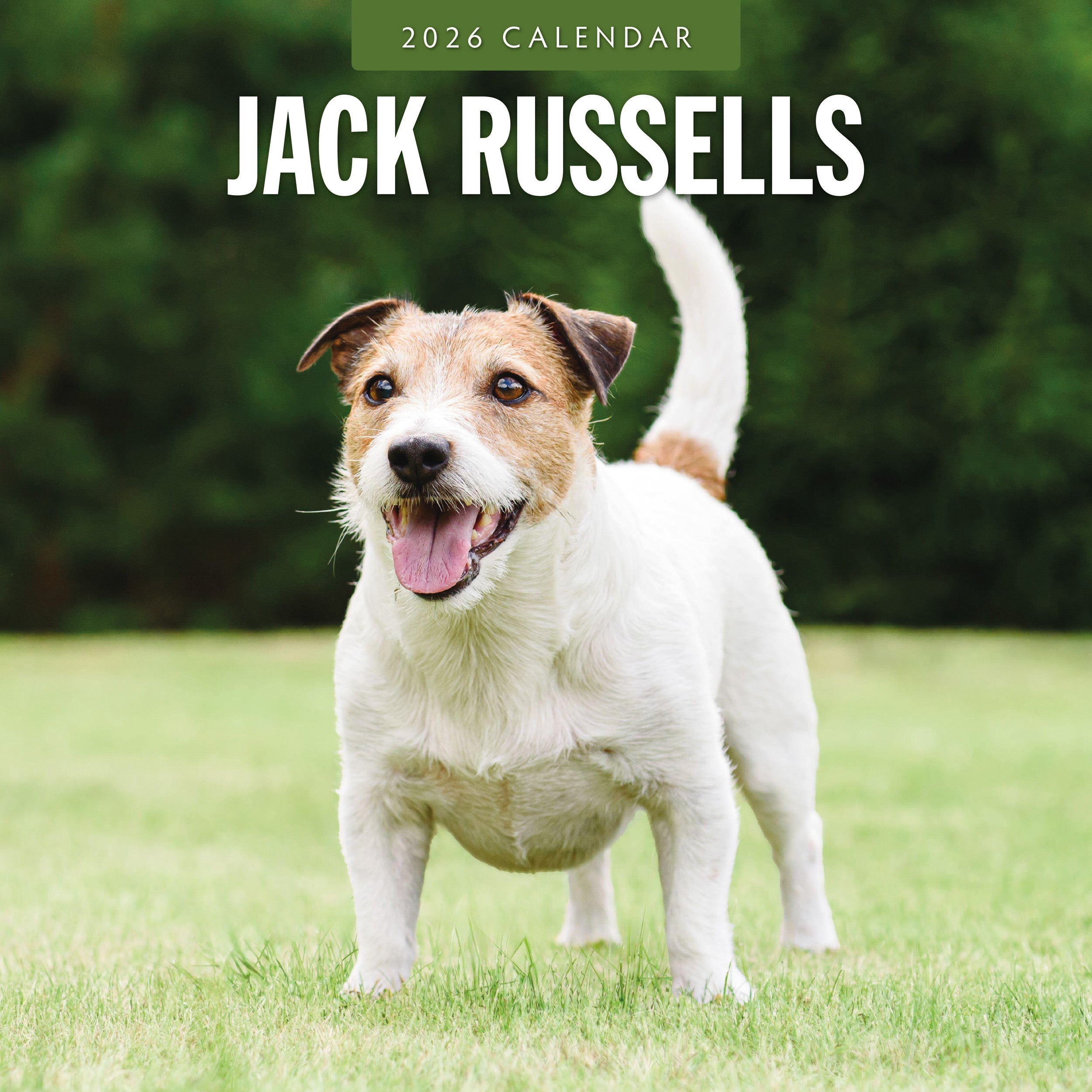 2026 Jack Russells - Square Wall Calendar