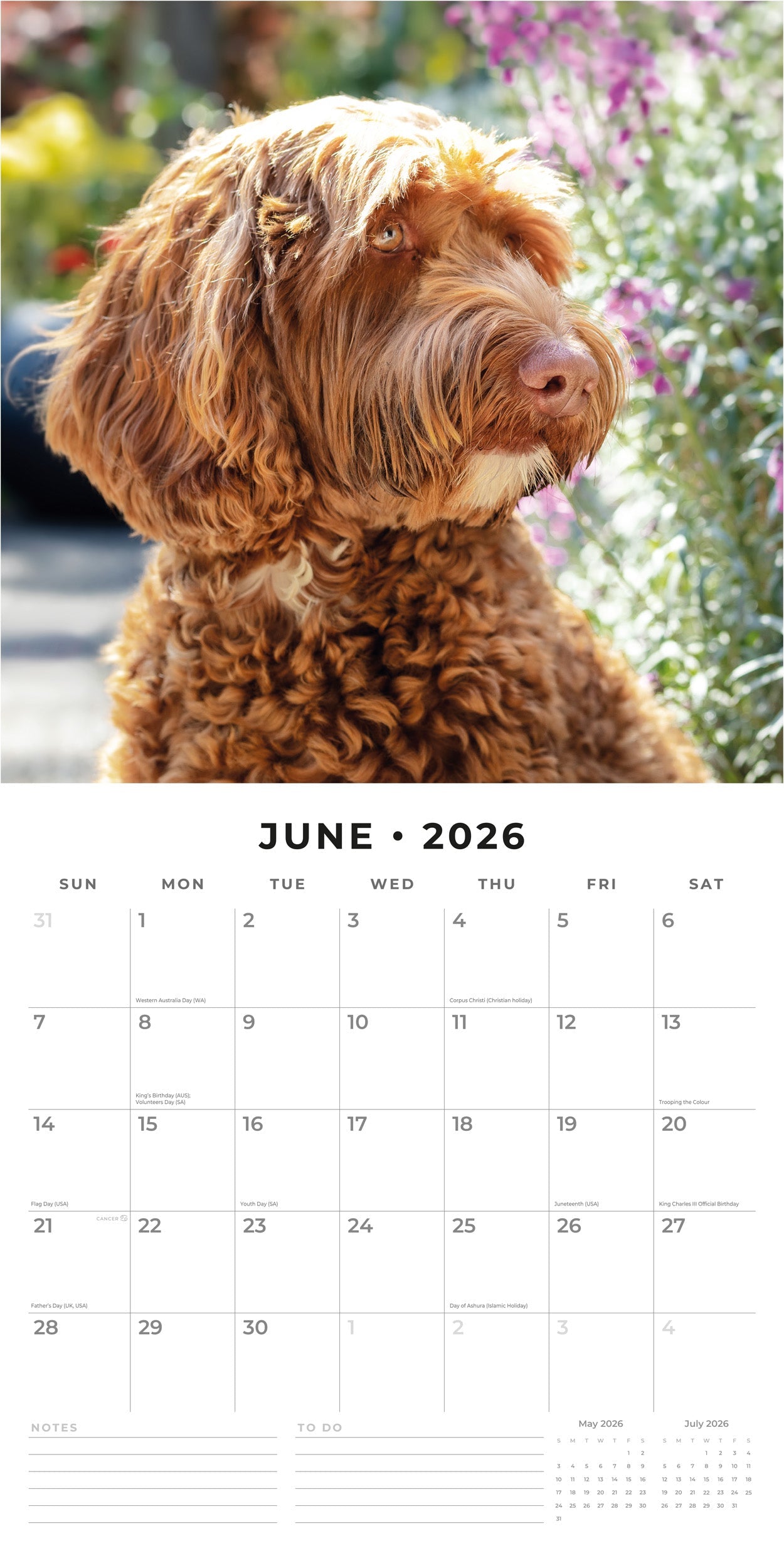 2026 Labradoodles - Square Wall Calendar
