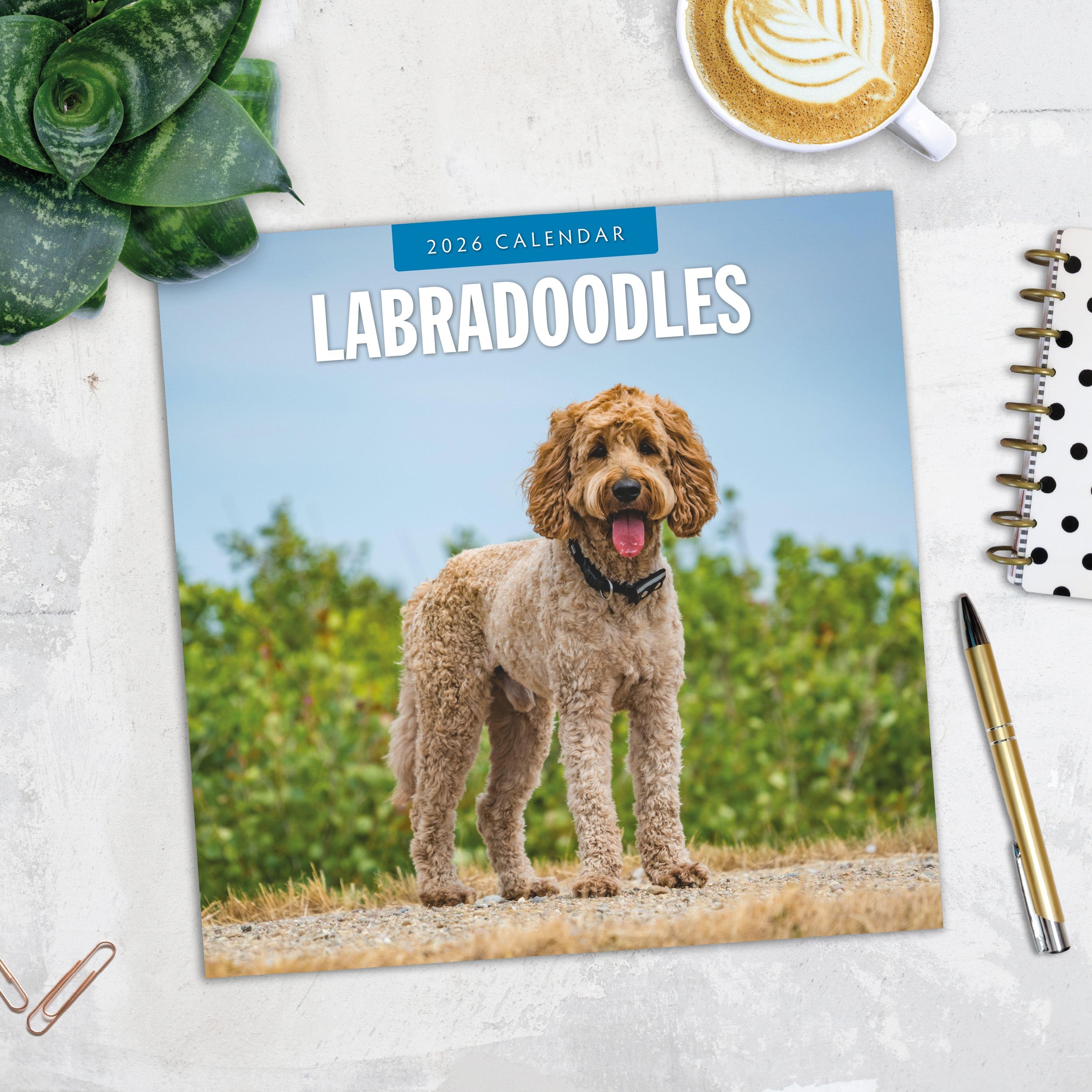 2026 Labradoodles - Square Wall Calendar