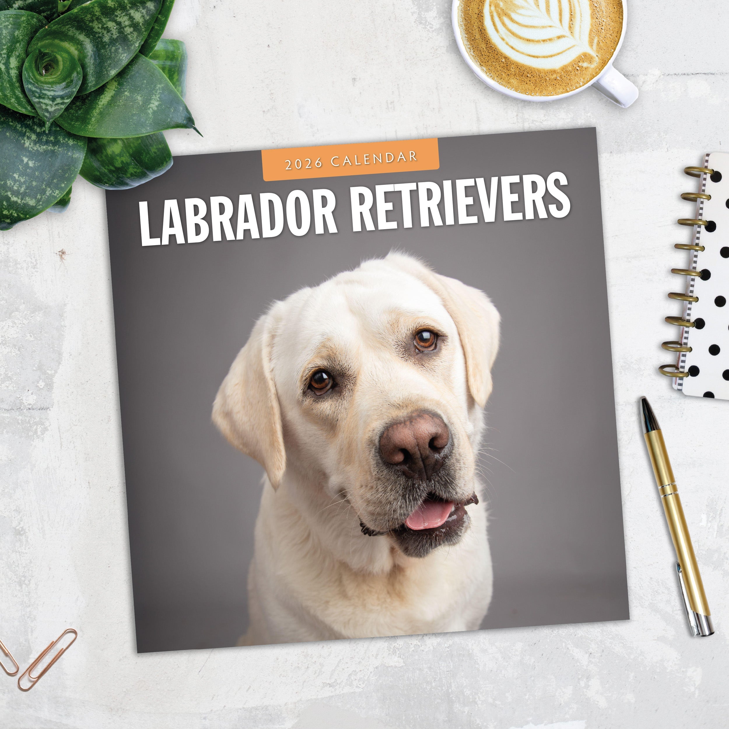 2026 Labrador Retrievers - Square Wall Calendar