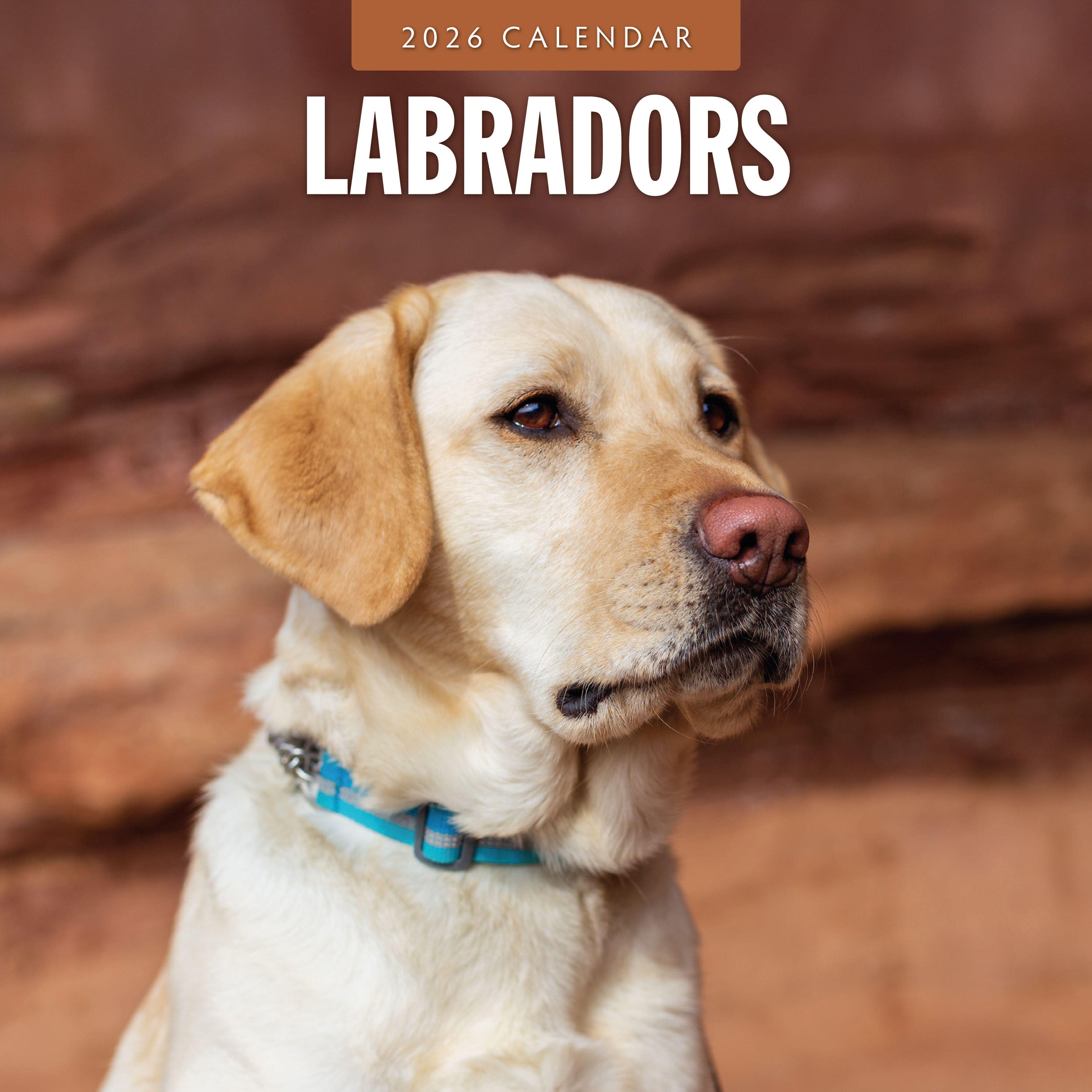 2026 Labradors - Square Wall Calendar