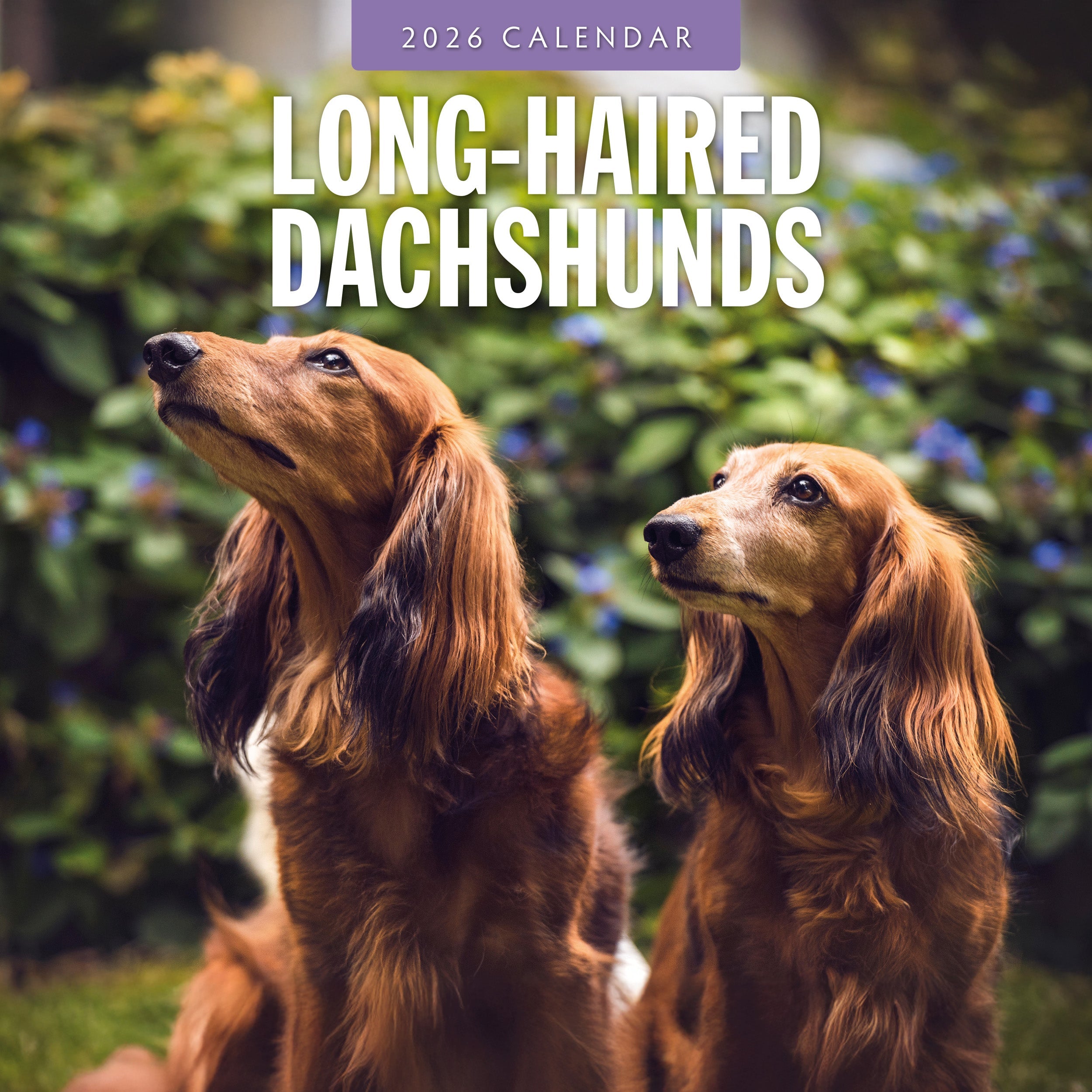 2026 Long-haired Dachshunds - Square Wall Calendar