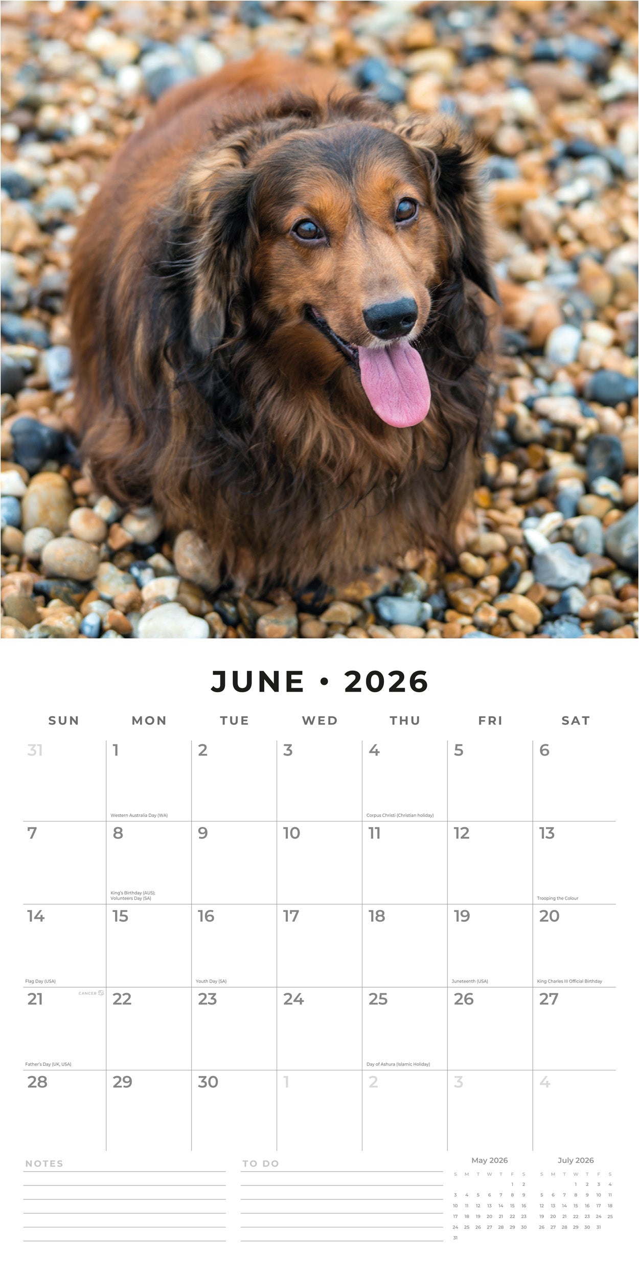 2026 Long-haired Dachshunds - Square Wall Calendar