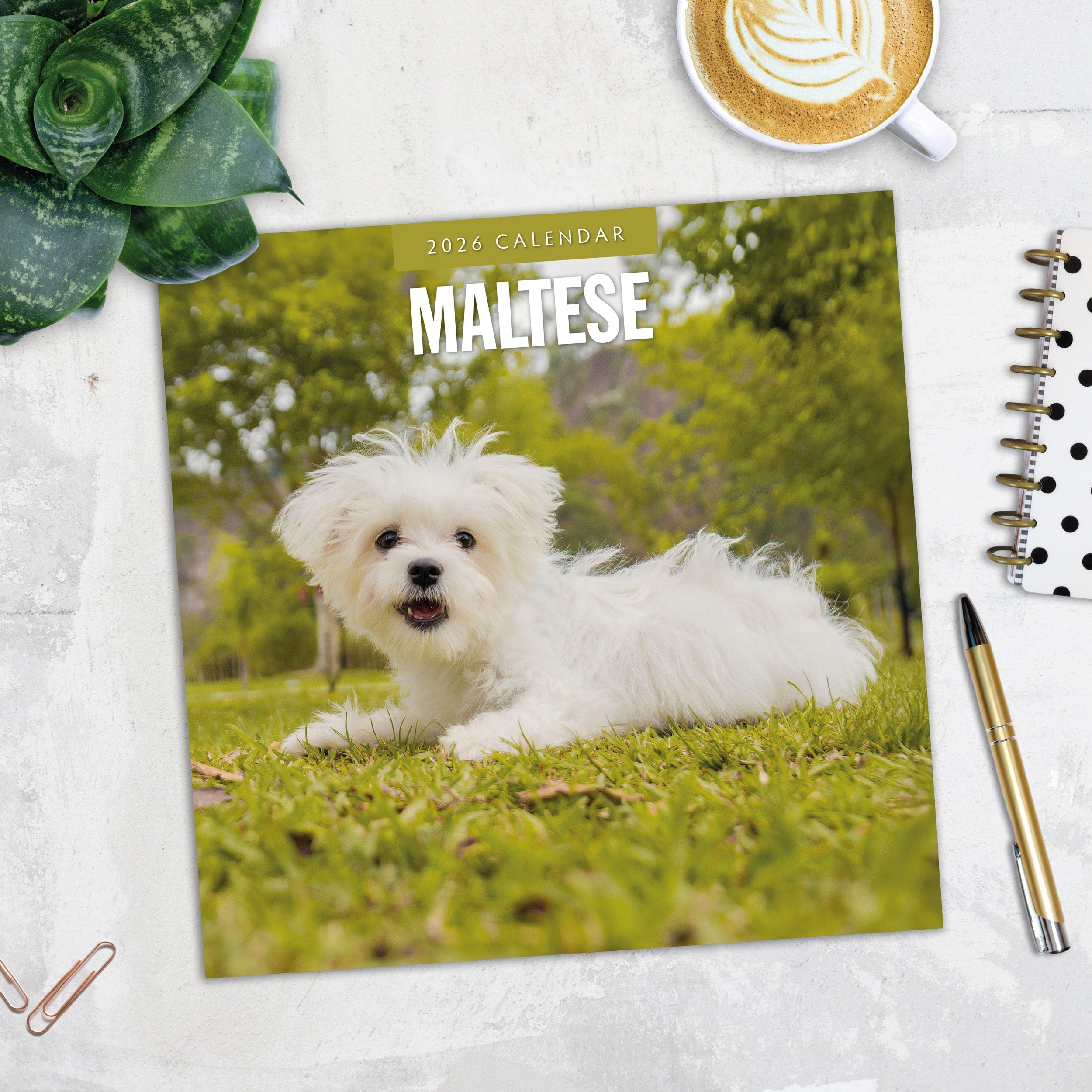 2026 Maltese - Square Wall Calendar