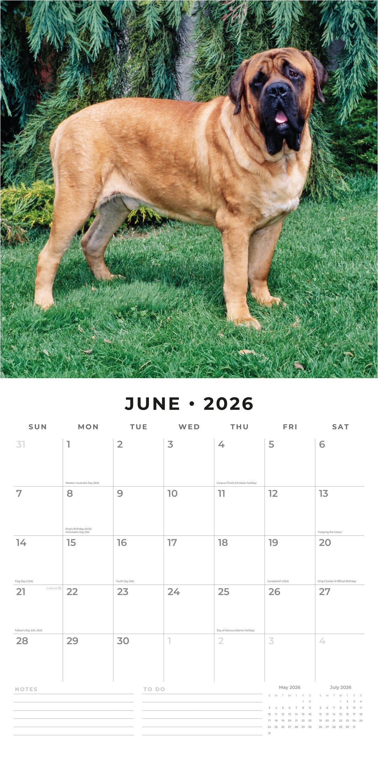 2026 Mastiffs - Square Wall Calendar