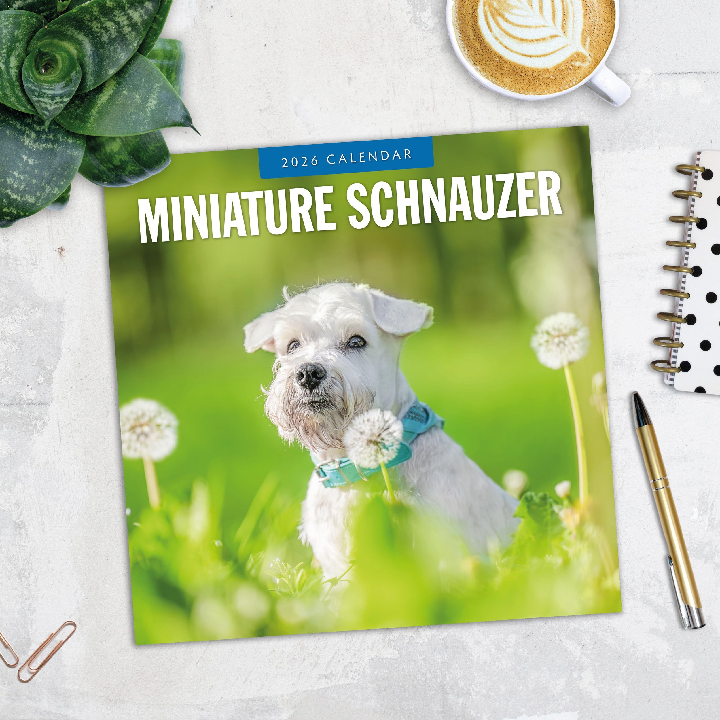 2026 Miniature Schnauzer - Square Wall Calendar