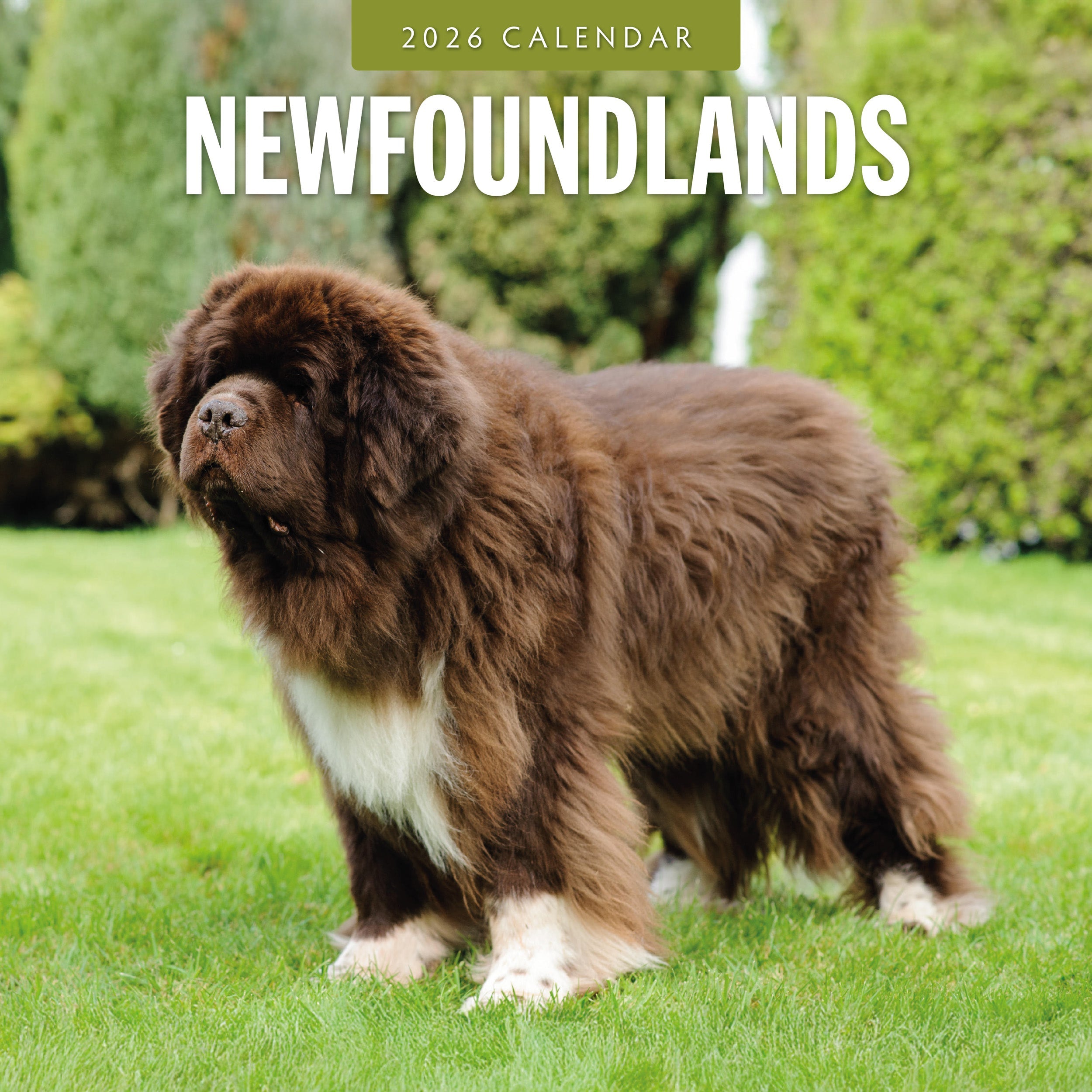 2026 Newfoundlands - Square Wall Calendar
