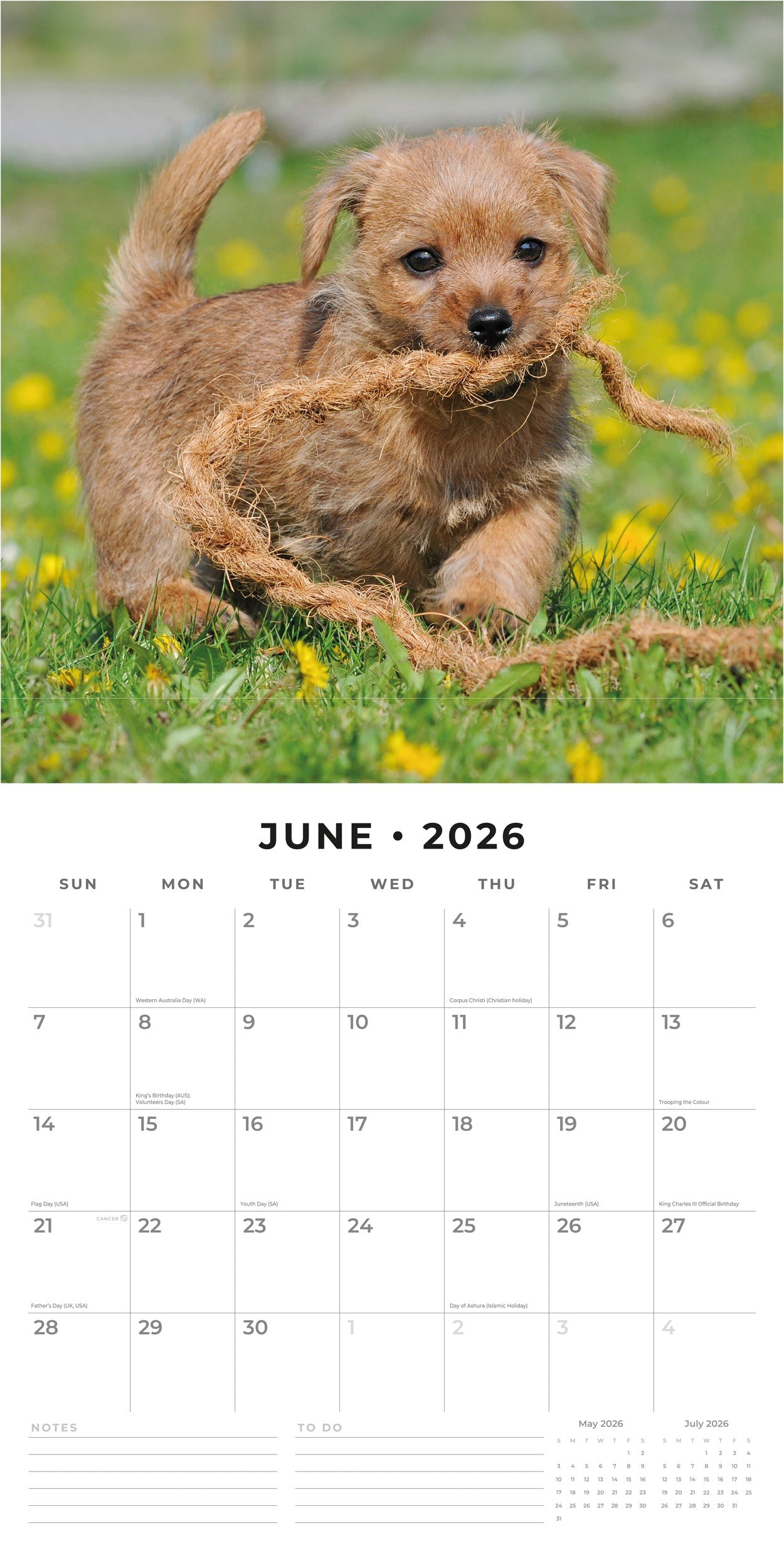 2026 Norwich & Norfolk Terriers - Square Wall Calendar