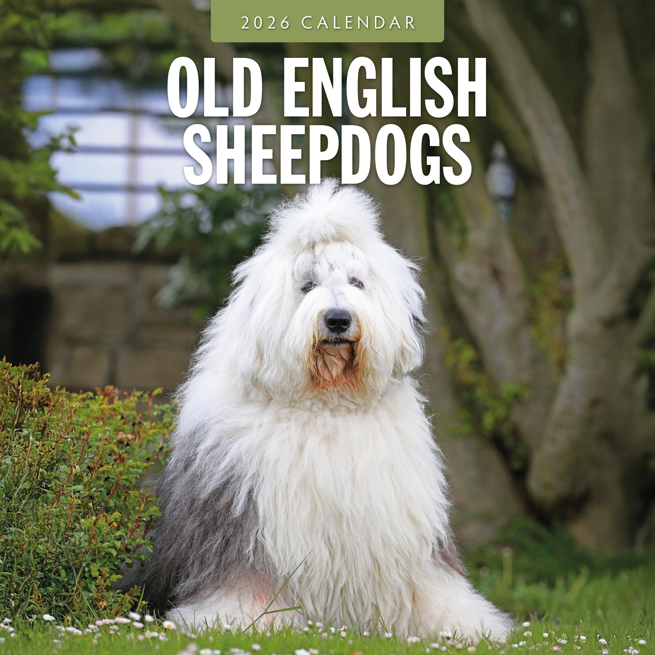 2026 Old English Sheepdogs - Square Wall Calendar