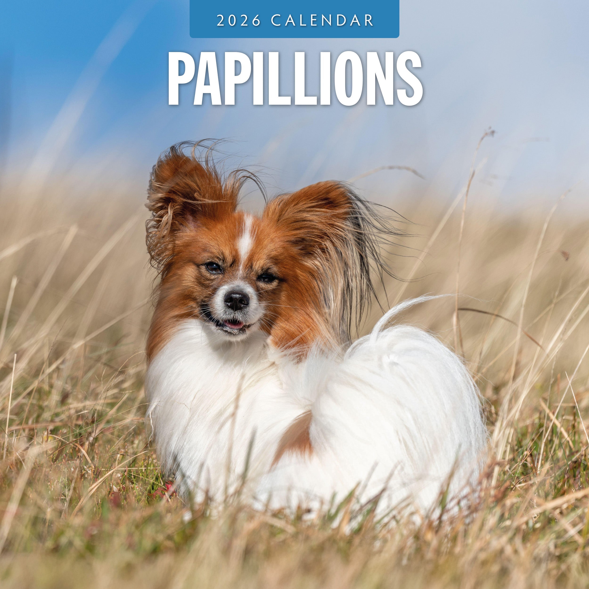 2026 Papillions - Square Wall Calendar