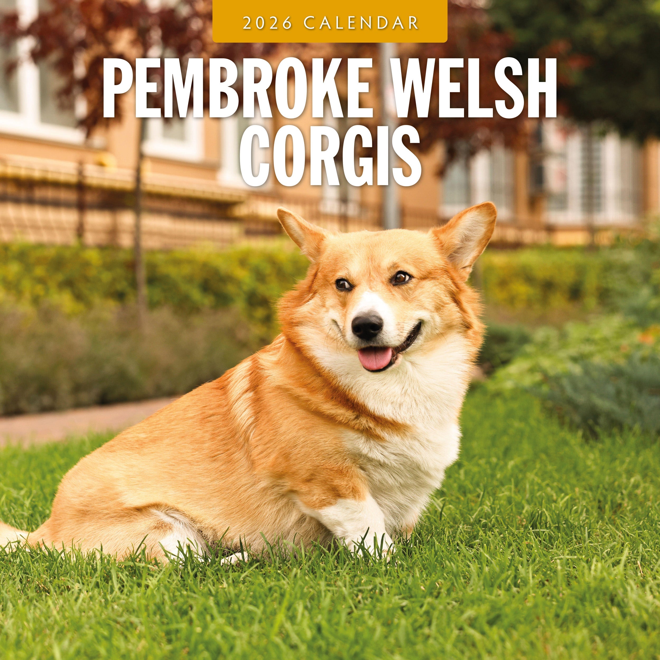2026 Pembroke Welsh Corgis - Square Wall Calendar