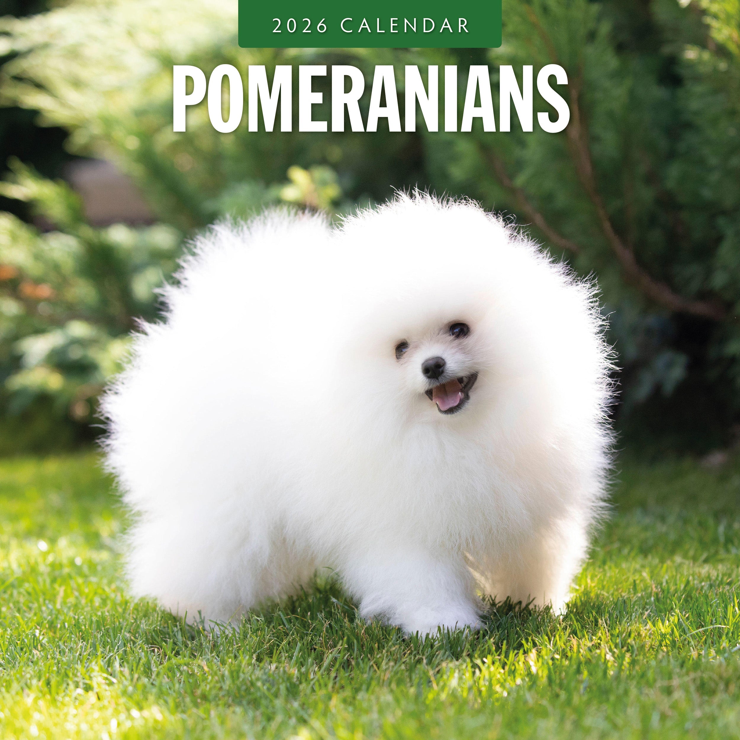 2026 Pomeranians - Square Wall Calendar