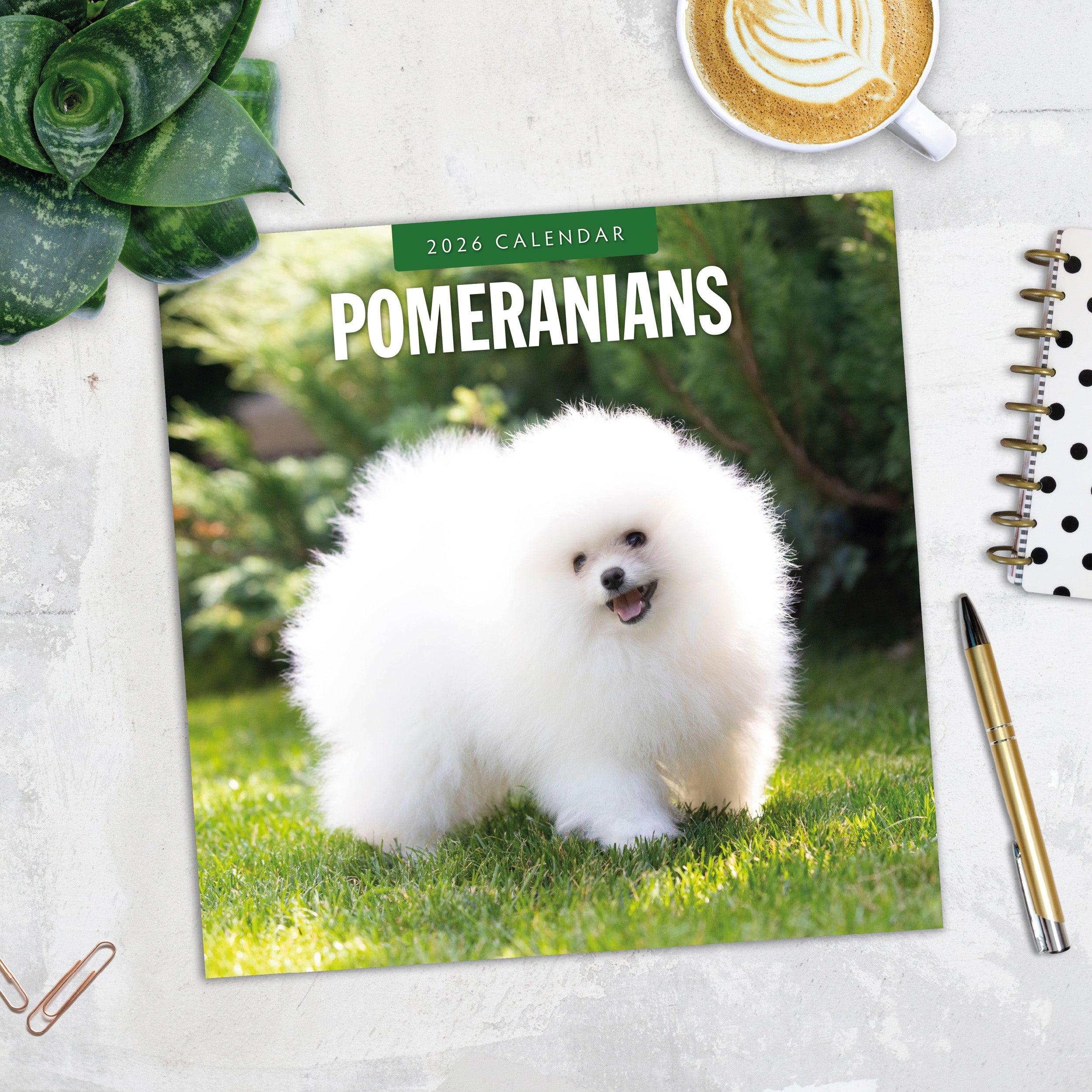 2026 Pomeranians - Square Wall Calendar