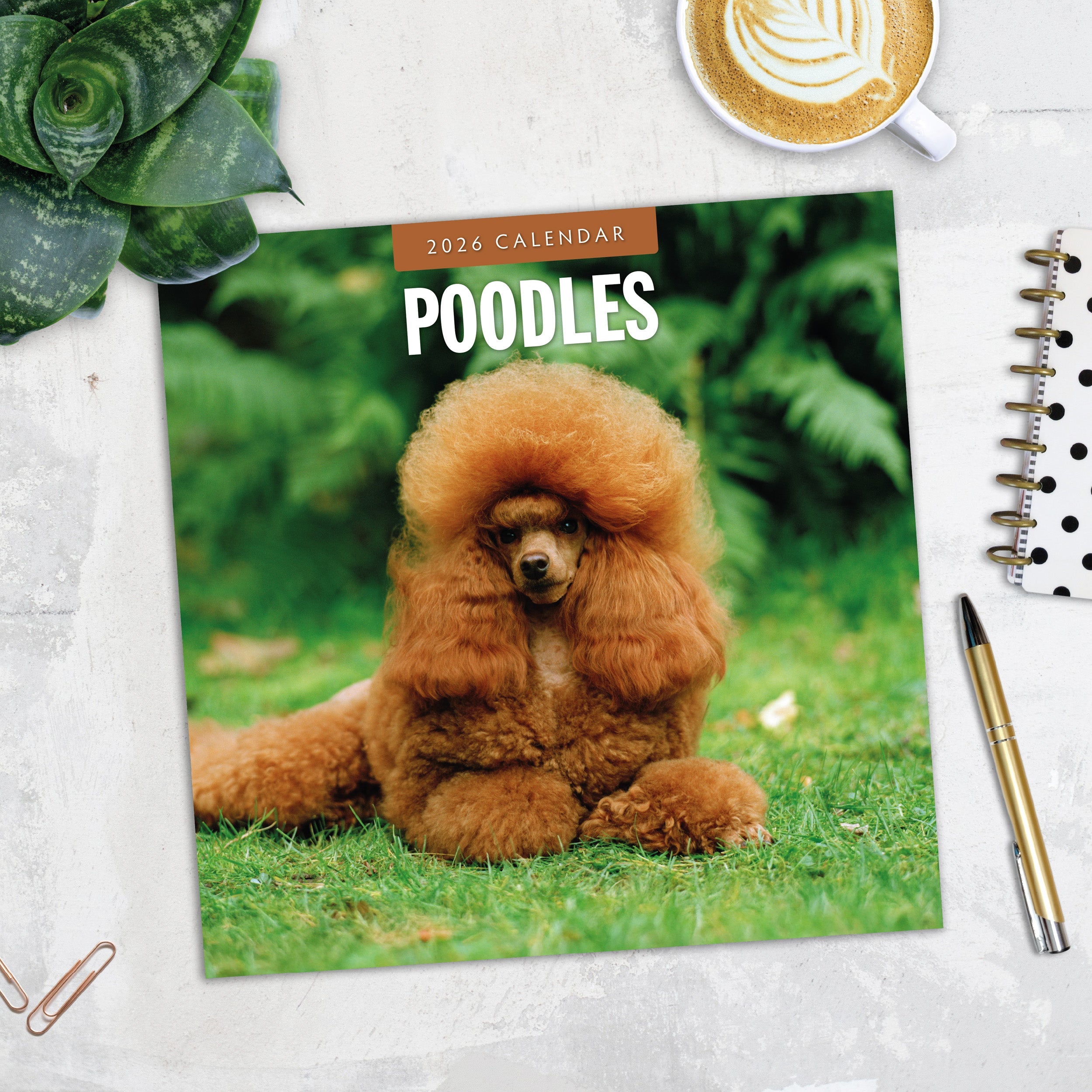 2026 Poodles - Square Wall Calendar