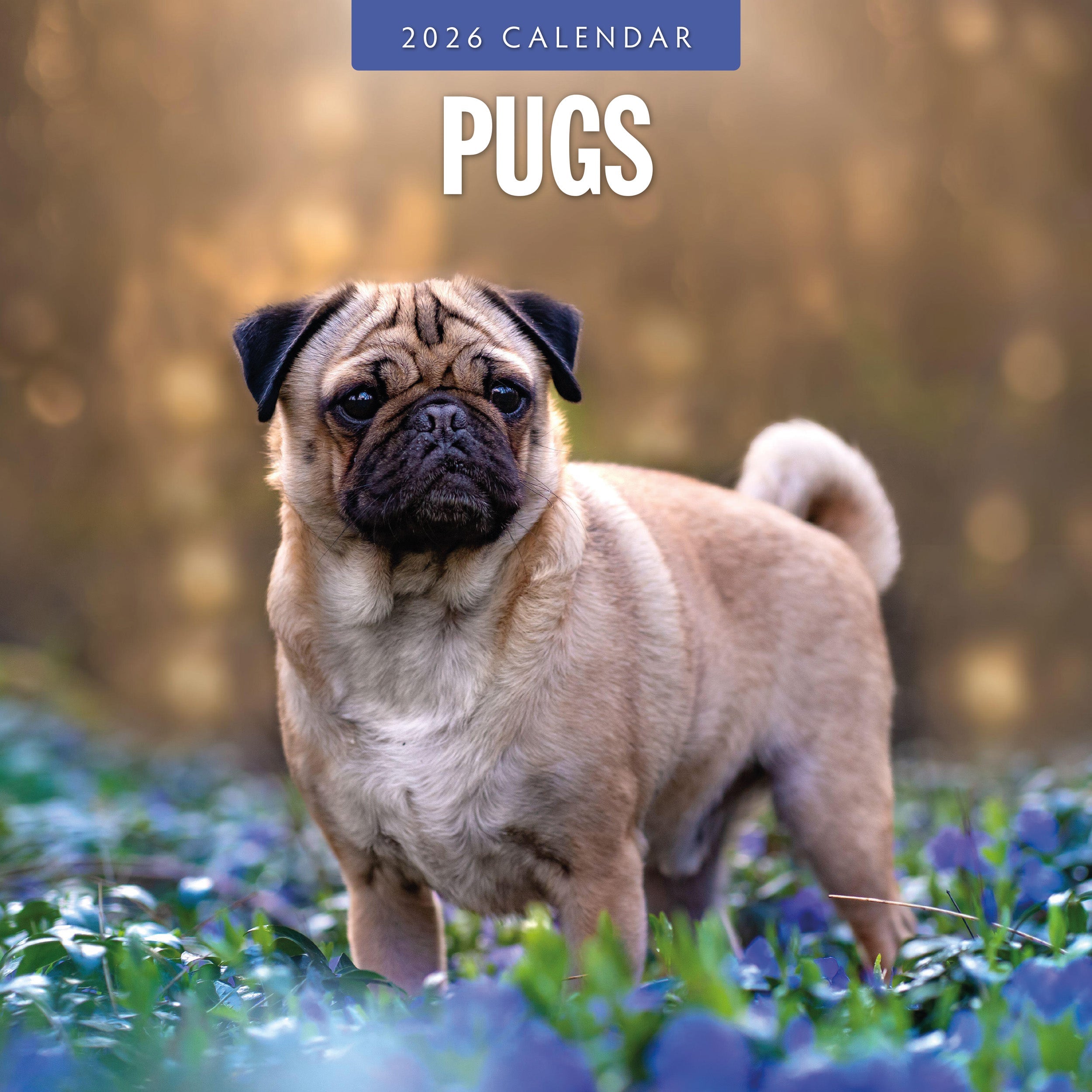 2026 Pugs - Square Wall Calendar