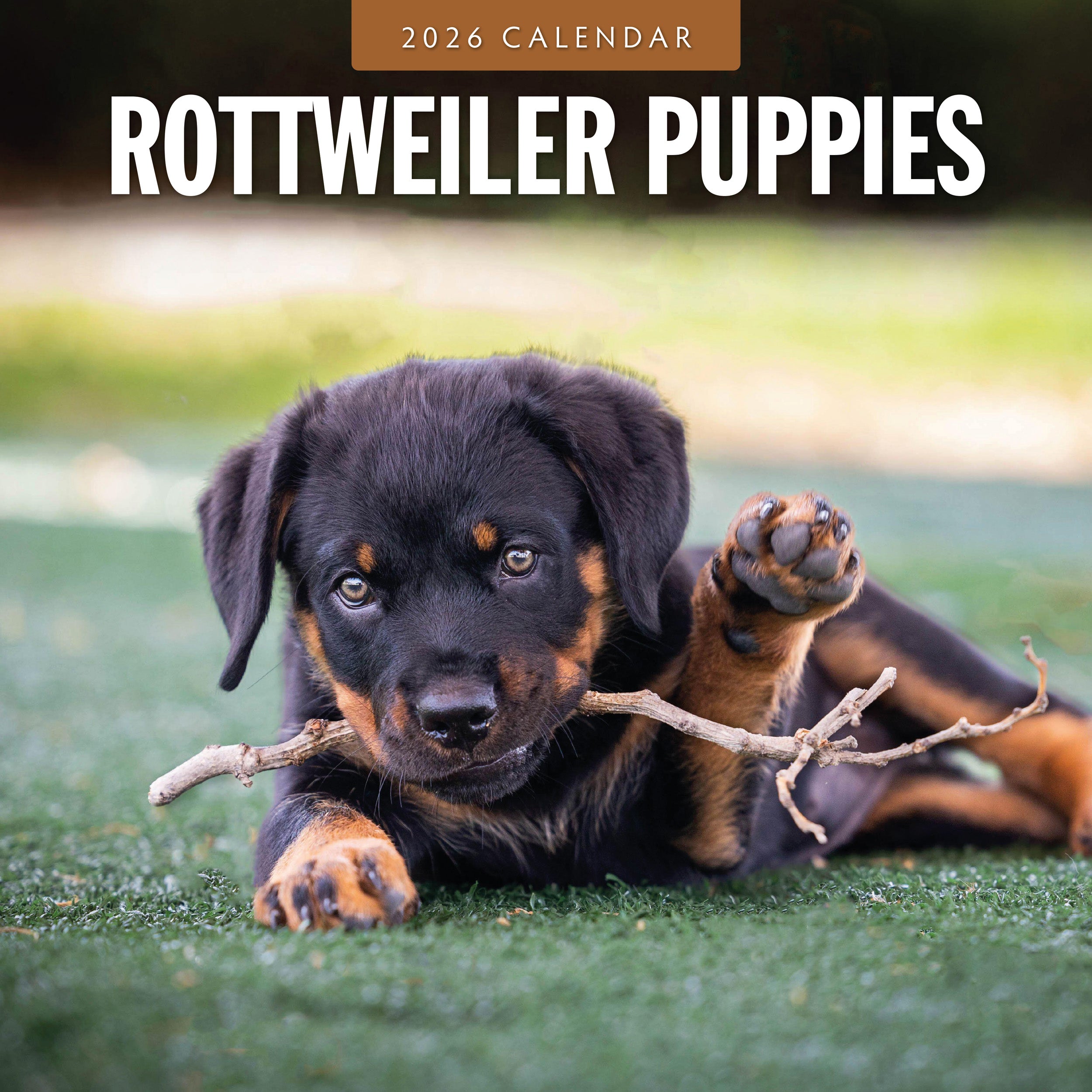 2026 Rottweiler Puppies - Square Wall Calendar