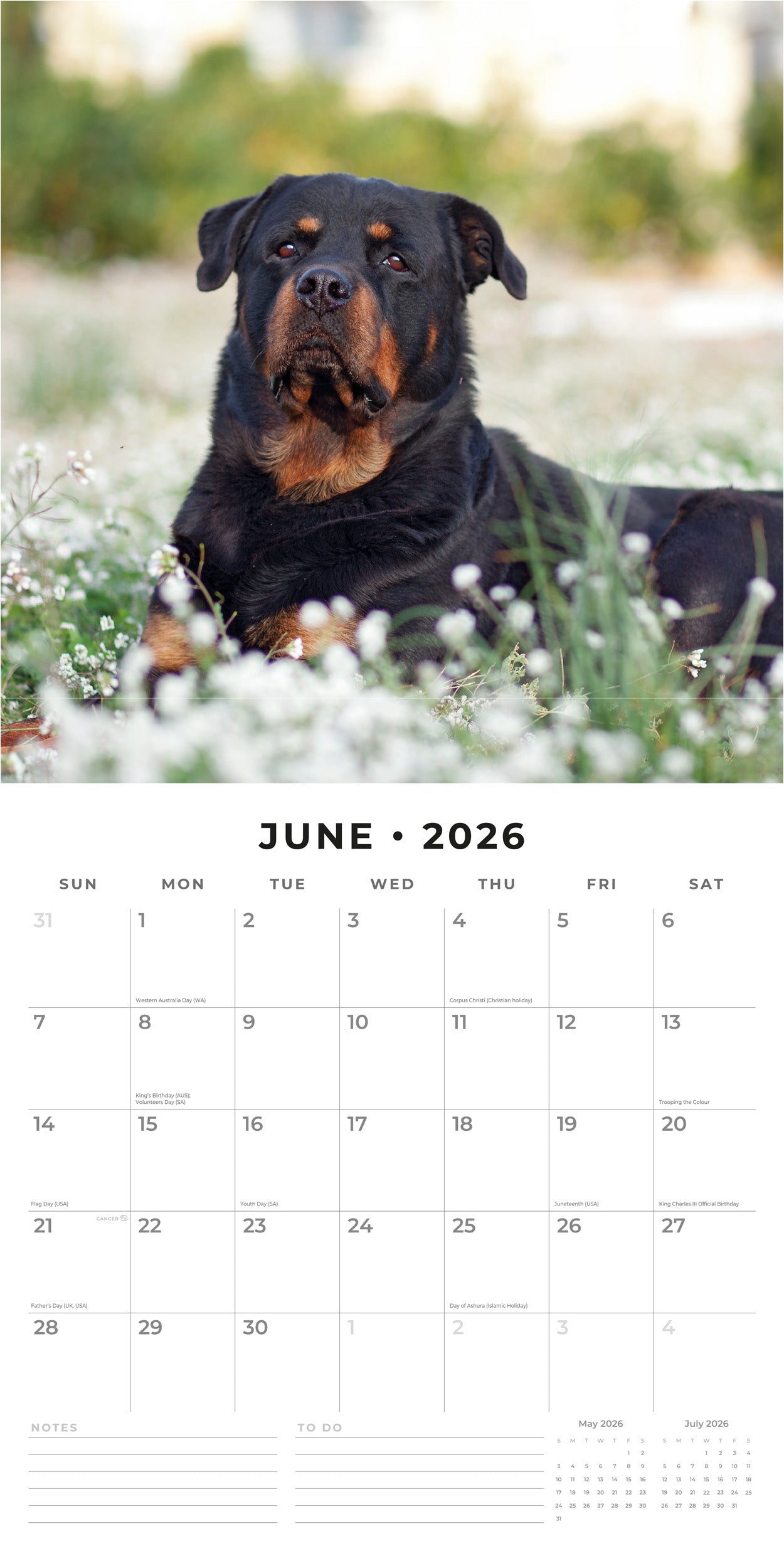 2026 Rottweilers - Square Wall Calendar