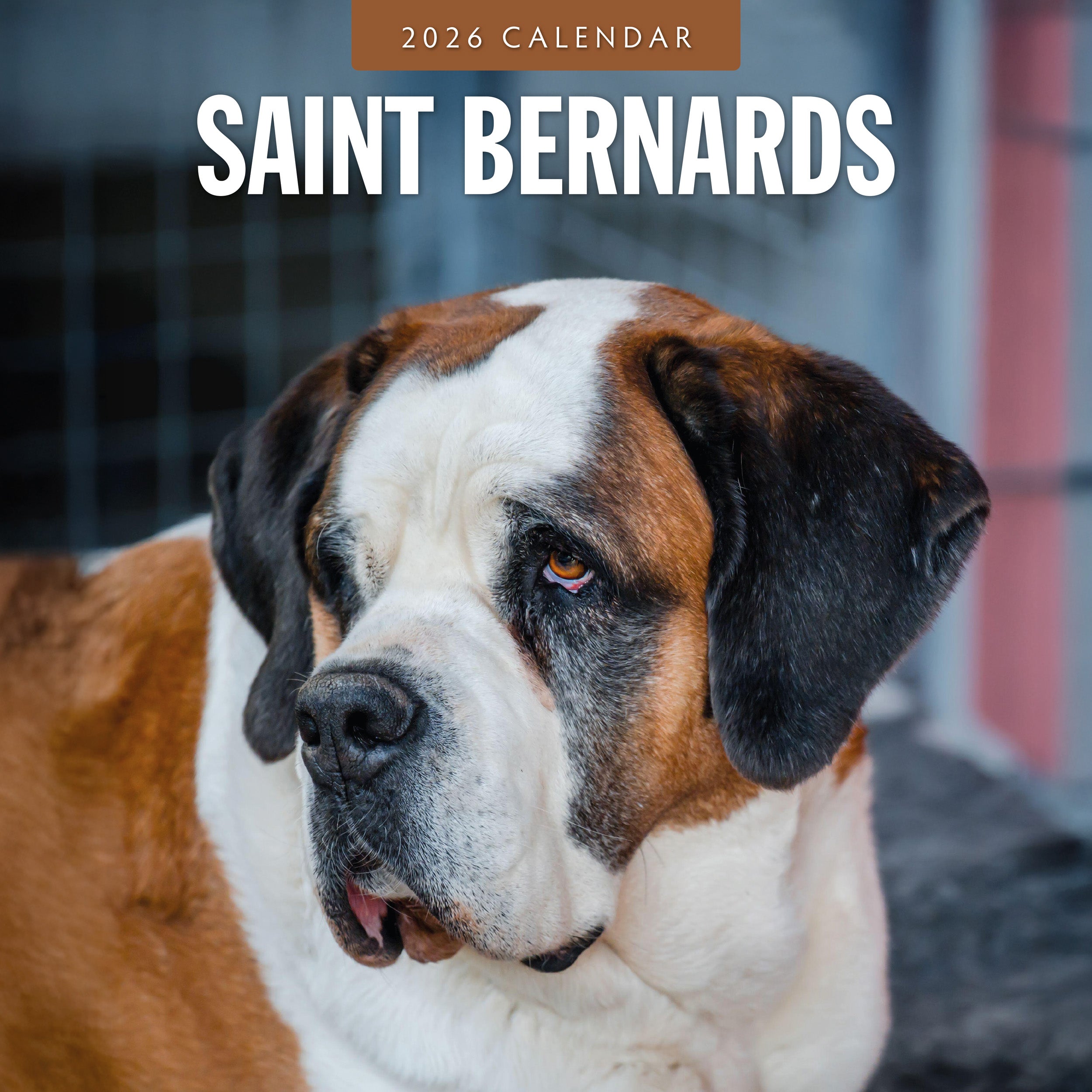 2026 Saint Bernards - Square Wall Calendar