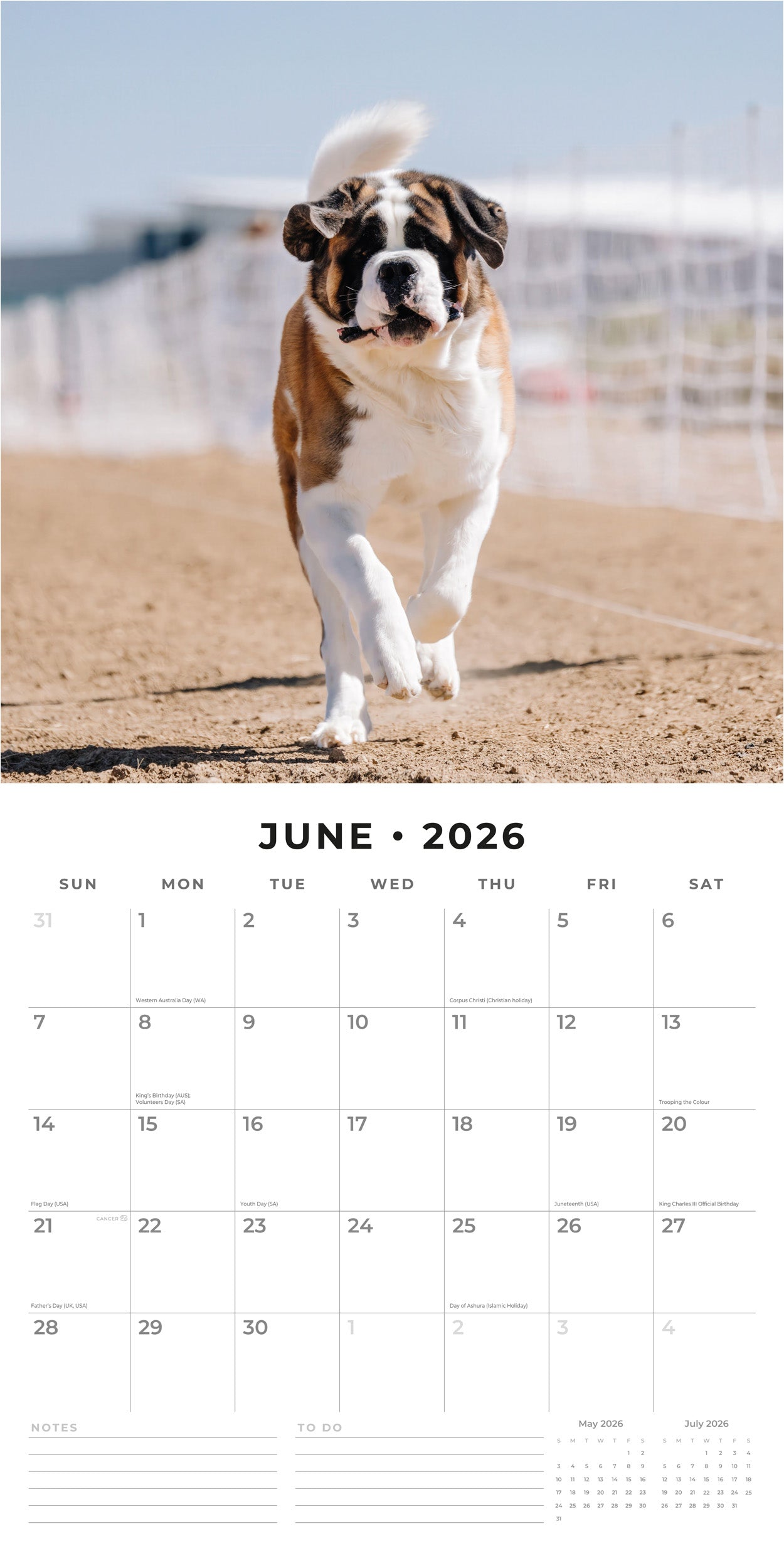2026 Saint Bernards - Square Wall Calendar