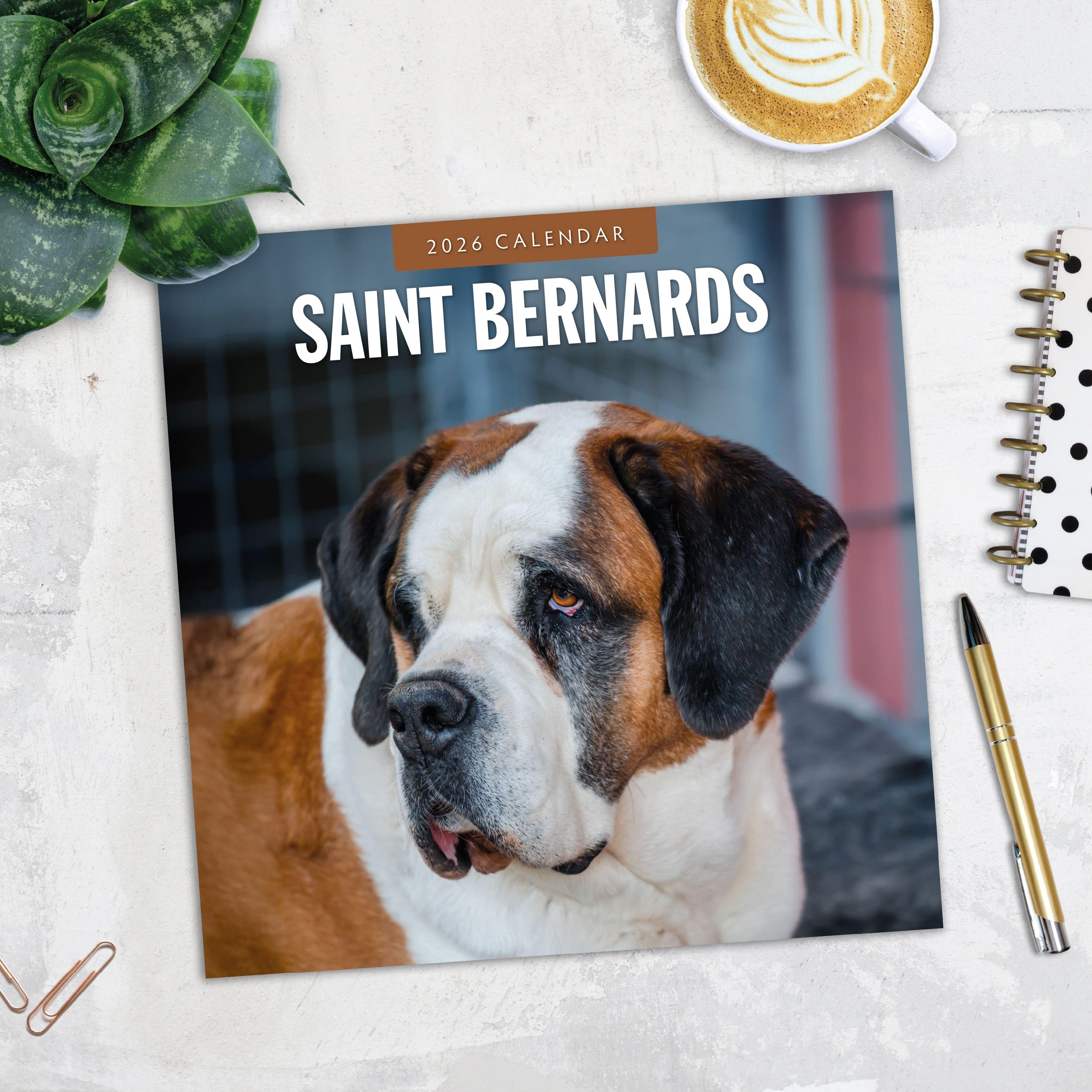 2026 Saint Bernards - Square Wall Calendar