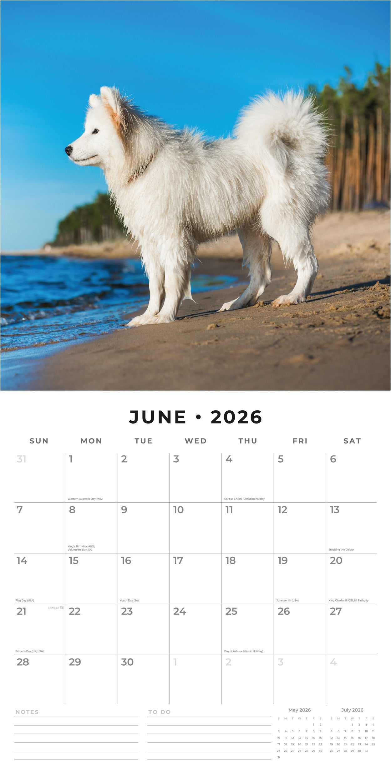2026 Samoyeds - Square Wall Calendar