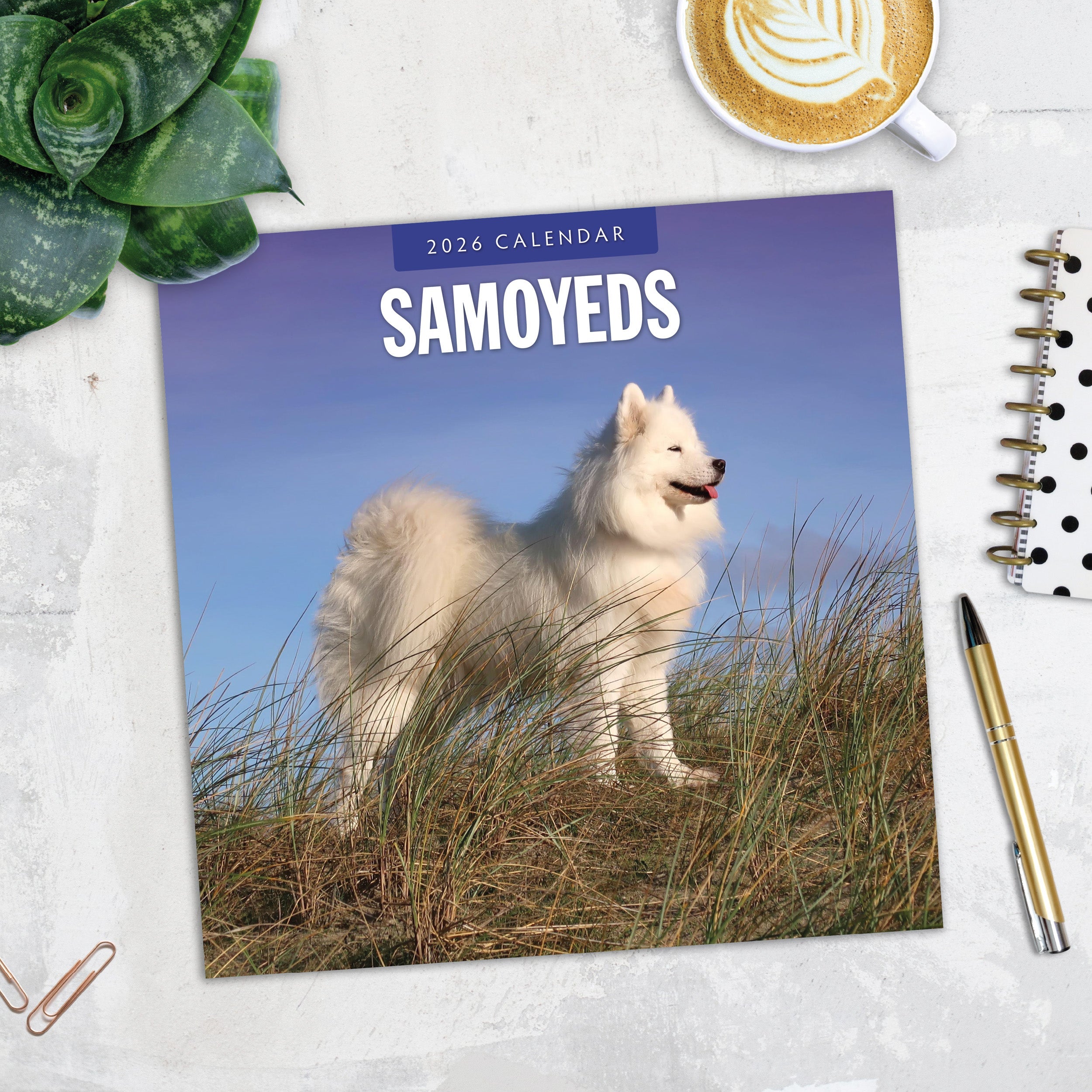 2026 Samoyeds - Square Wall Calendar
